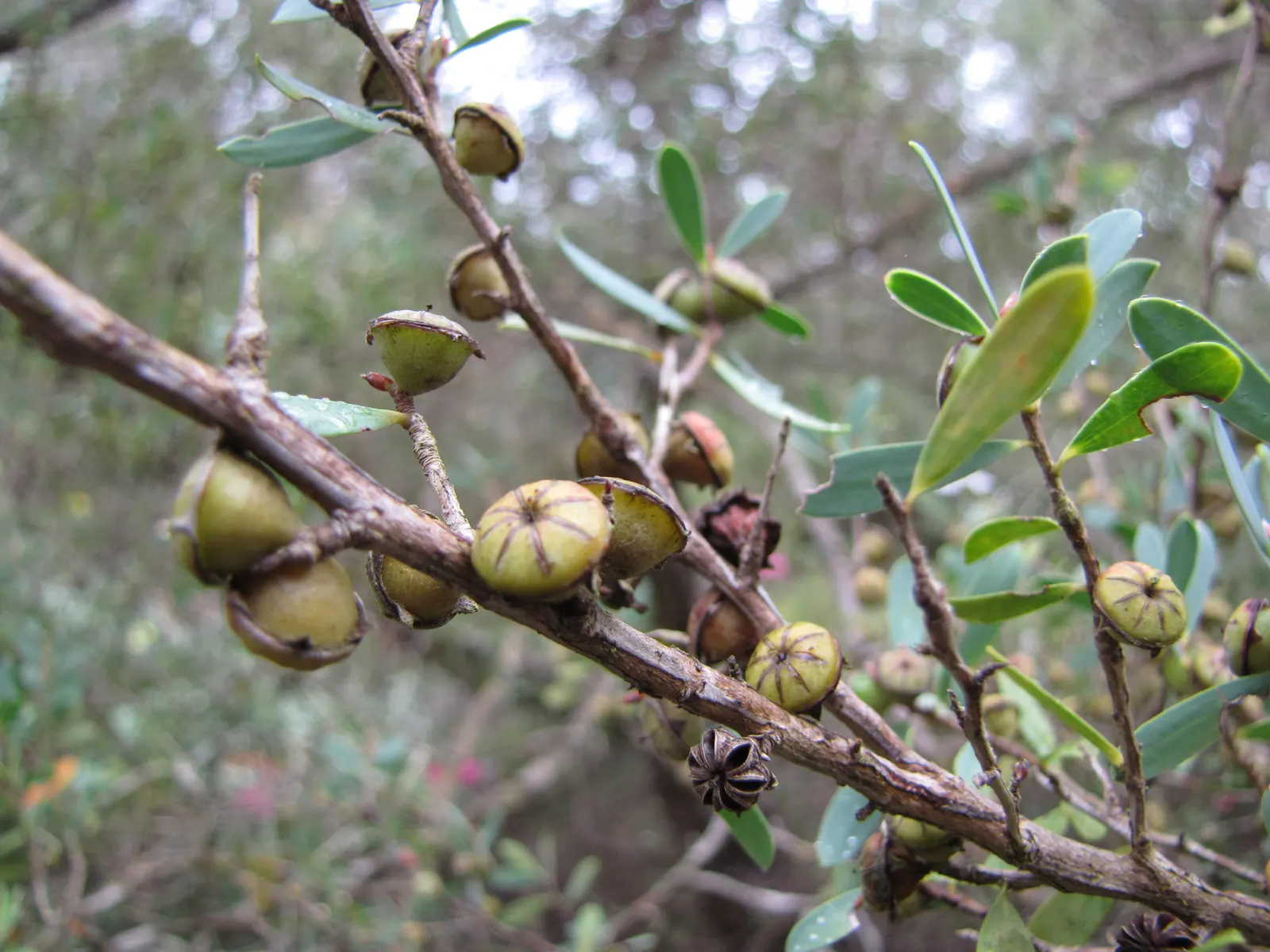 Australian Tea Tree (Leptospermum Laevigatum) — this evergreen shrub or small tree is renowned for its endurance and aesthetic appeal