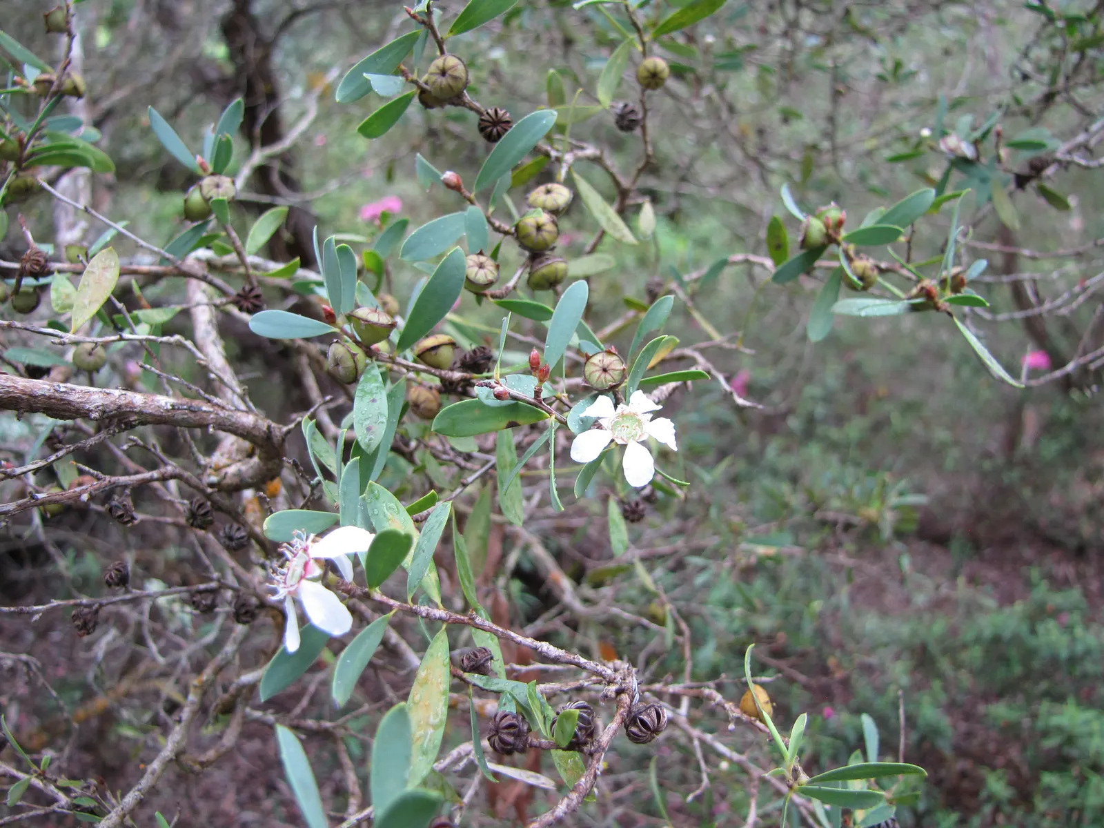 Australian Tea Tree (Leptospermum Laevigatum) — commonly called Australian Tea Tree