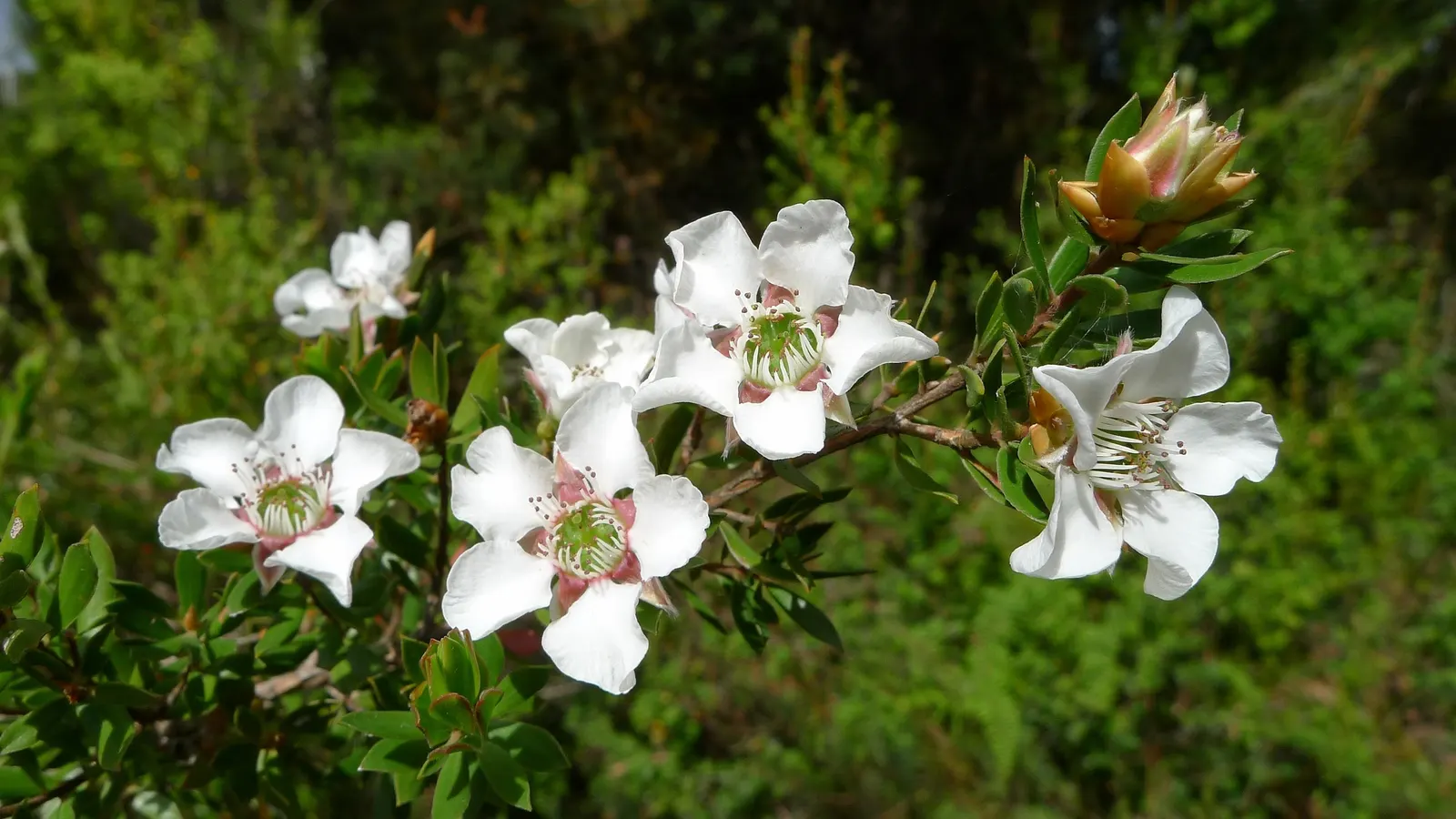 Australian Tea Tree (Leptospermum Laevigatum) — Mature specimens typically reach heights of 10 to 30 feet with a spread of 6 to 10 feet; white to, image 64