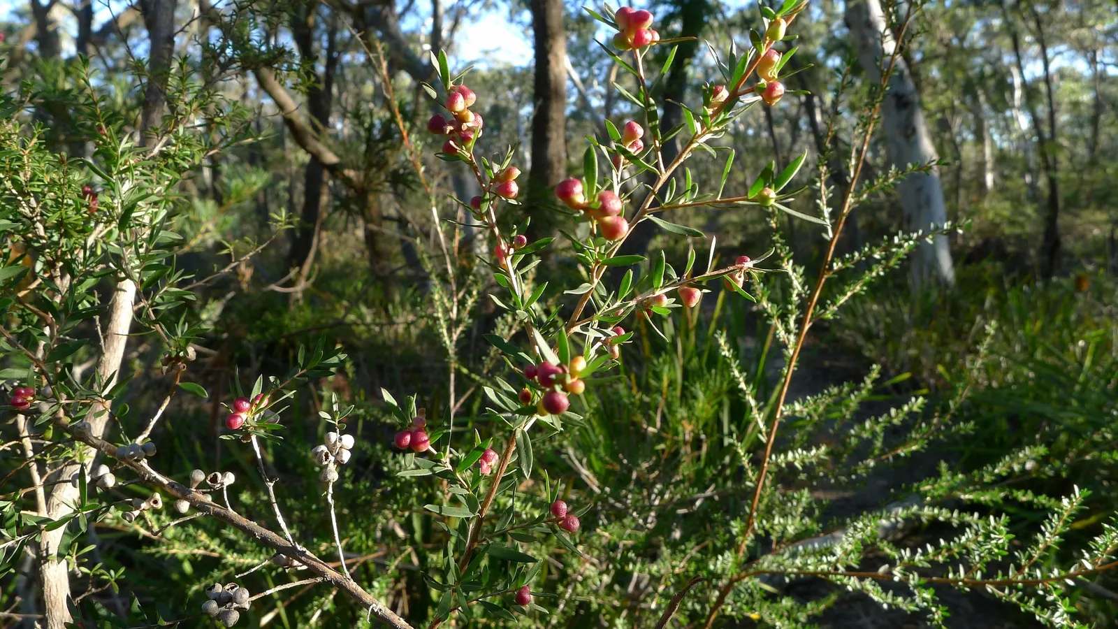 Australian Tea Tree (Leptospermum Laevigatum) — Mature specimens typically reach heights of 10 to 30 feet with a spread of 6 to 10 feet; white to light pink