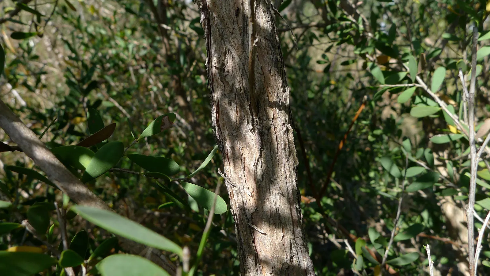 Australian Tea Tree (Leptospermum Laevigatum) — Regular pruning can help maintain the desired shape and size for various landscape applications