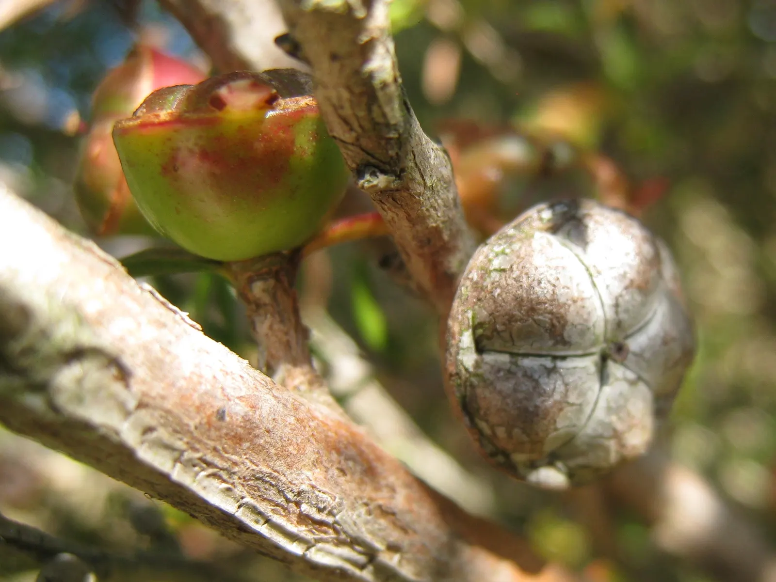 Australian Tea Tree (Leptospermum Laevigatum) — Originating from Australia; shrub / tree with white blooms