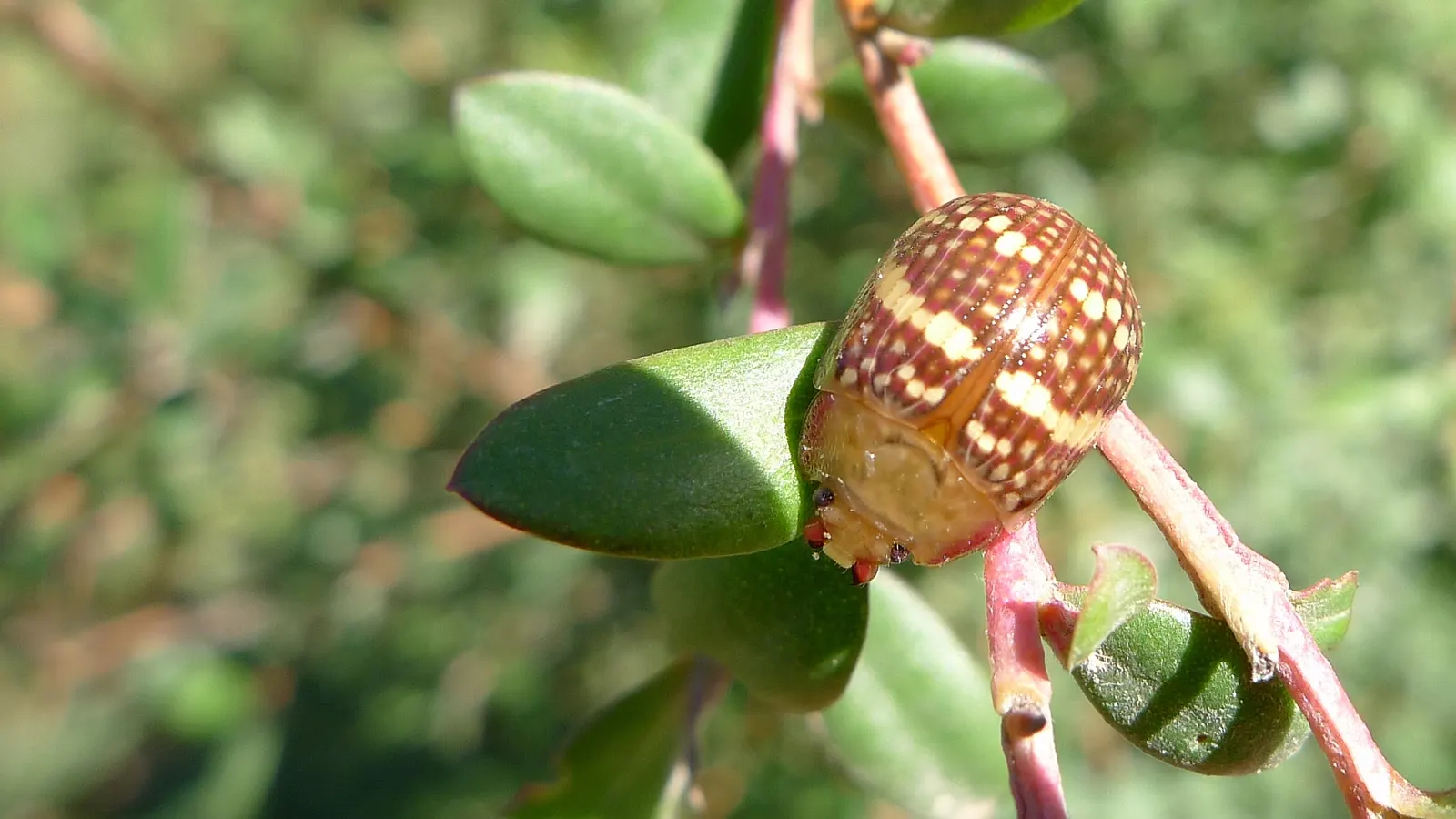 Australian Tea Tree (Leptospermum Laevigatum) — such as salt spray and strong winds