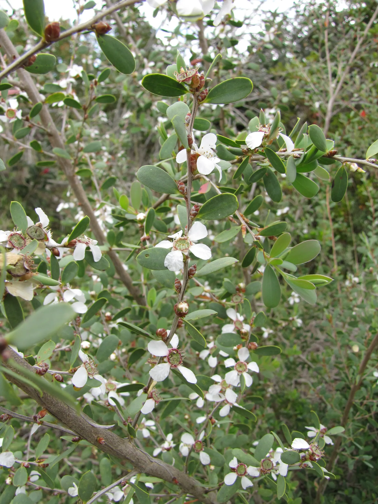 Australian Tea Tree (Leptospermum Laevigatum) — shrub / tree for full