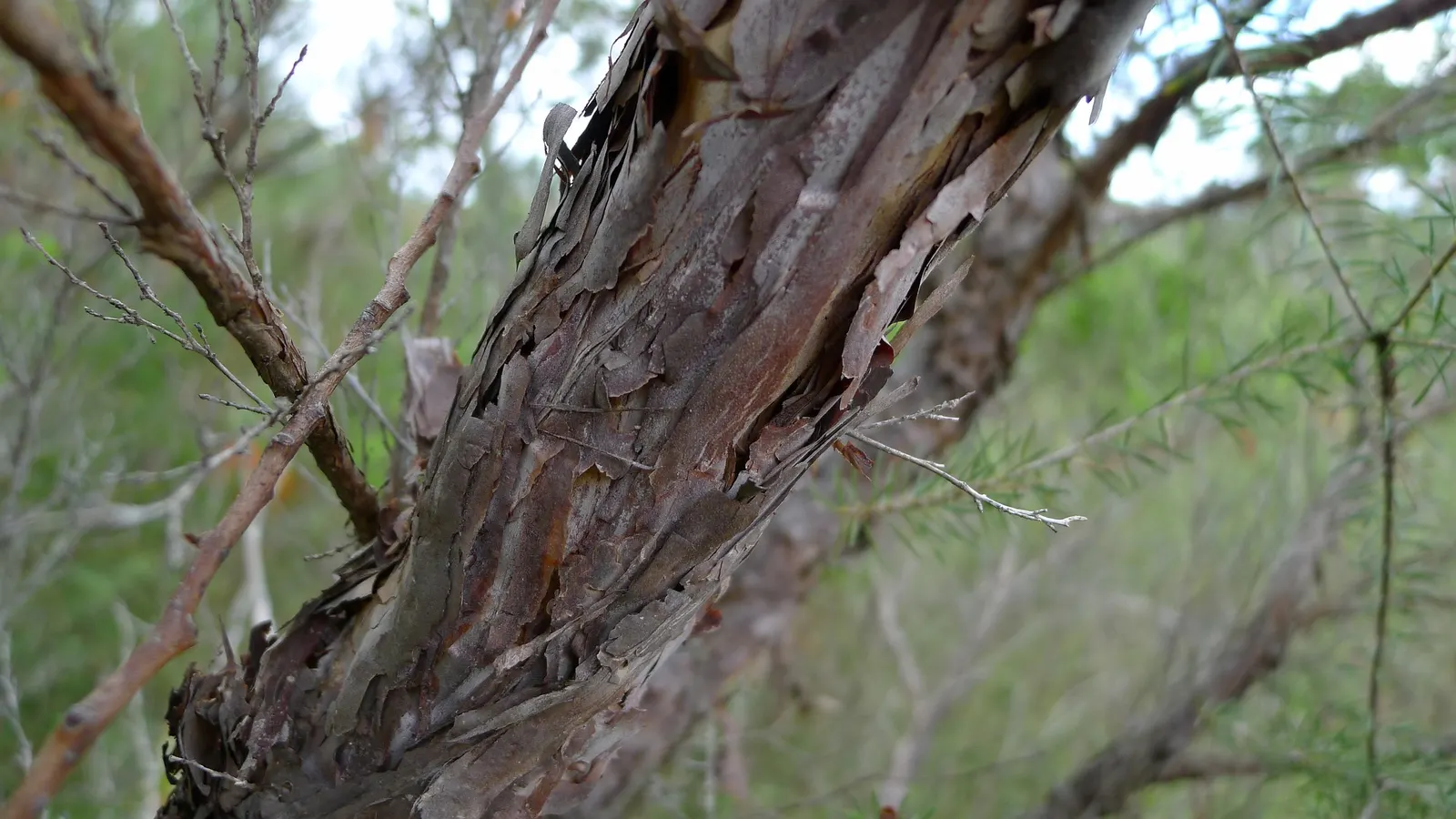 Australian Tea Tree (Leptospermum Laevigatum) — Leptospermum laevigatum prefers full sun exposure and well-drained soil; when integrating into garden designs