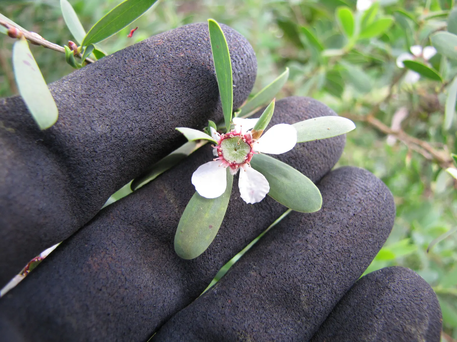 Australian Tea Tree (Leptospermum Laevigatum) — leathery foliage emits a delightful