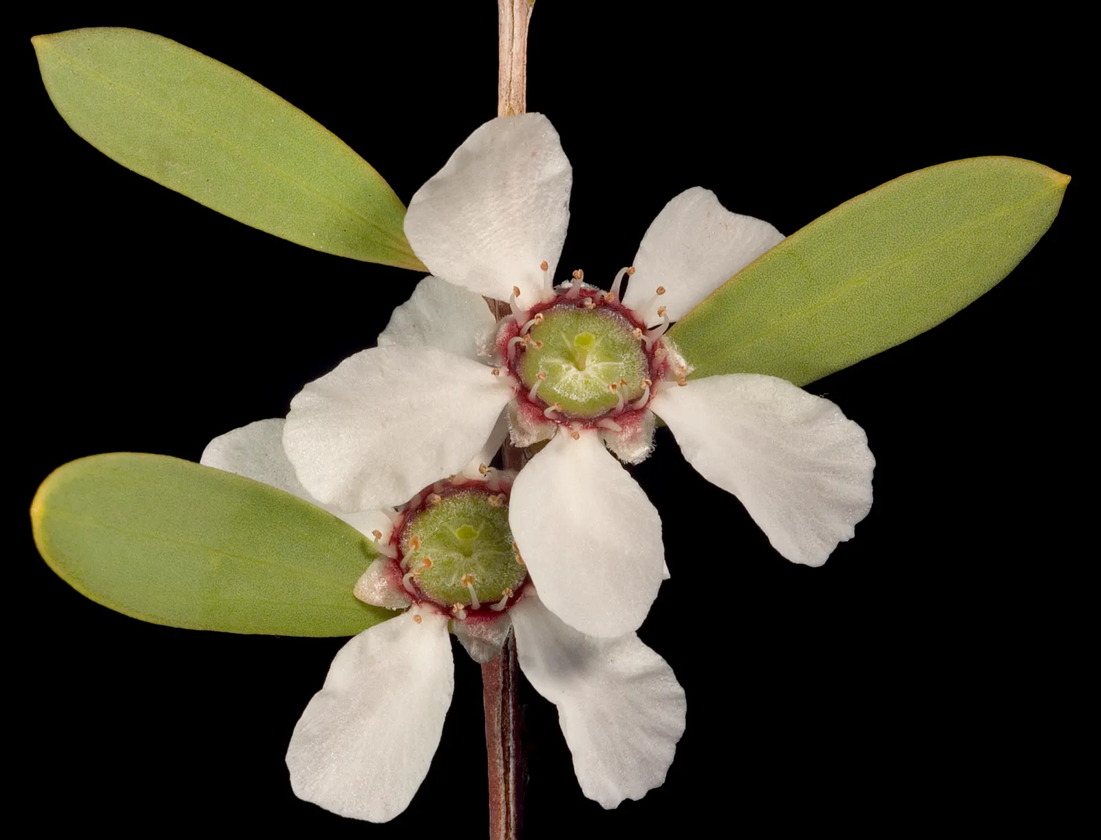 Australian Tea Tree (Leptospermum Laevigatum) — Furthermore, its resistance to pests and diseases contributes to its robustness