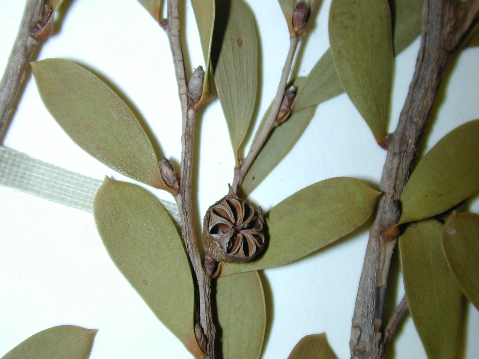 Australian Tea Tree (Leptospermum Laevigatum) — Regular pruning can help maintain the desired shape and size for various landscape applications; its gnarled