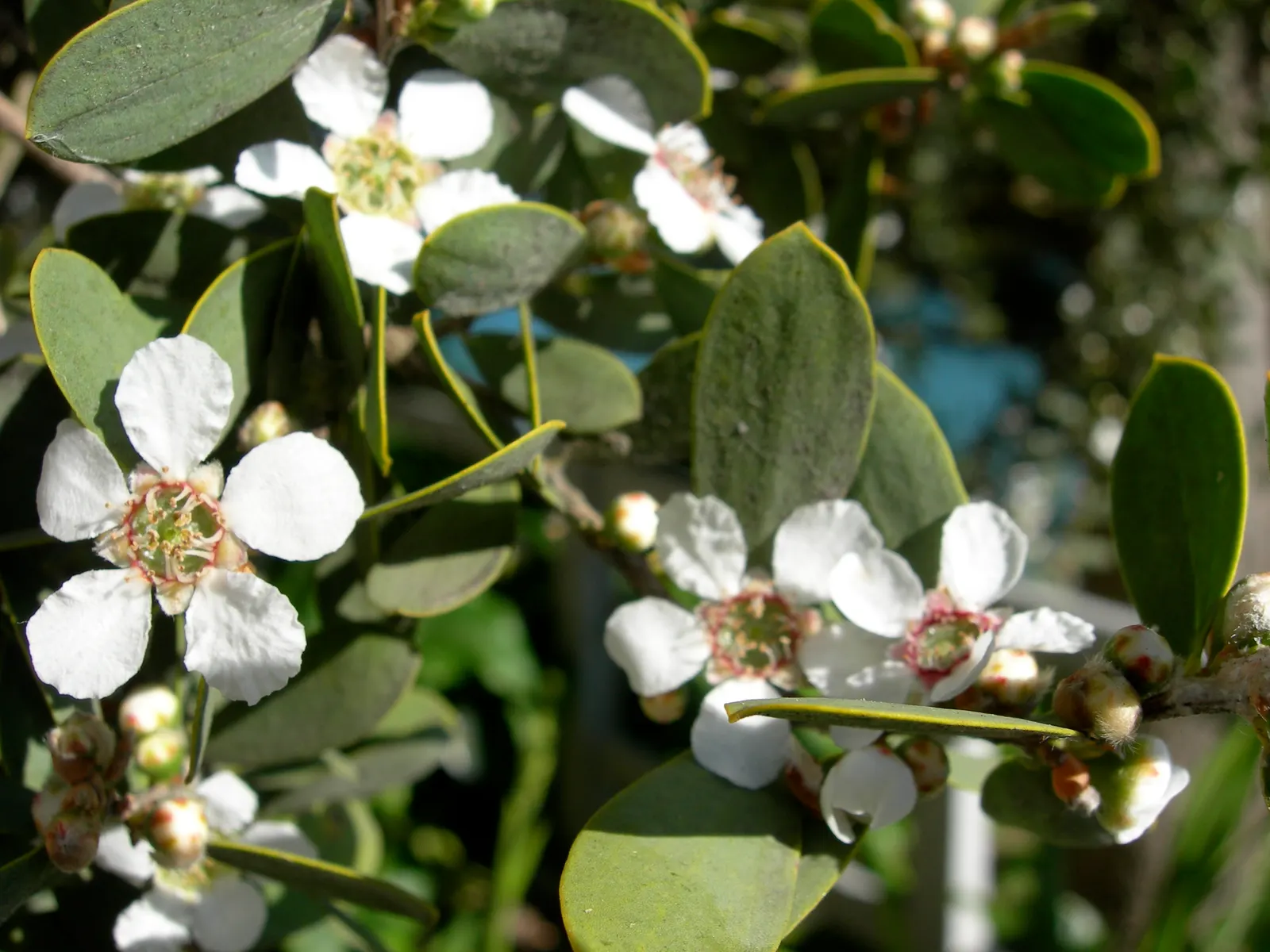 Australian Tea Tree (Leptospermum Laevigatum) — Leptospermum laevigatum prefers full sun exposure and well-drained soil