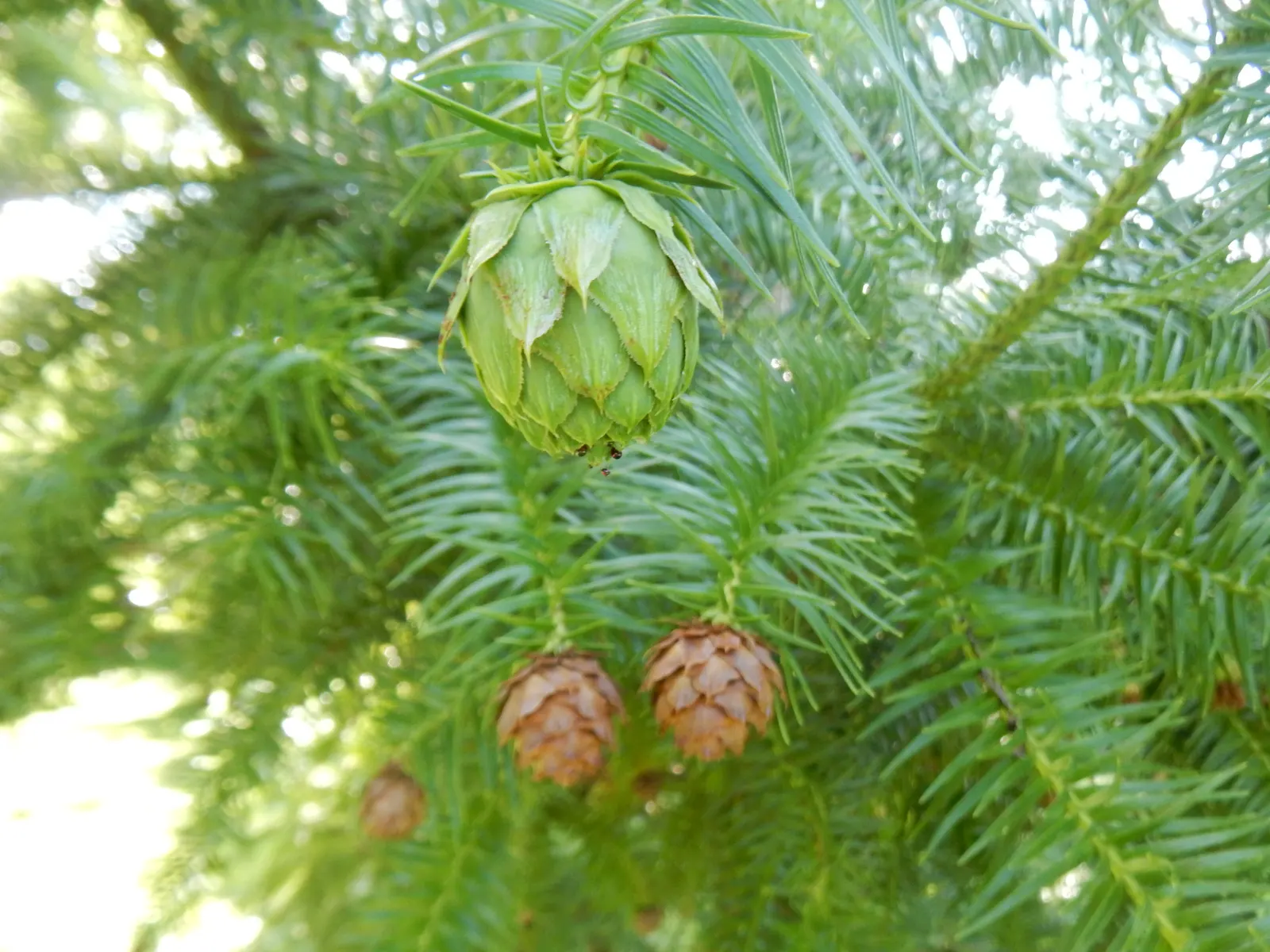 Blue China Fir (Cunninghamia Lanceolata 'Glauca') — It prefers full sun and well-drained soil