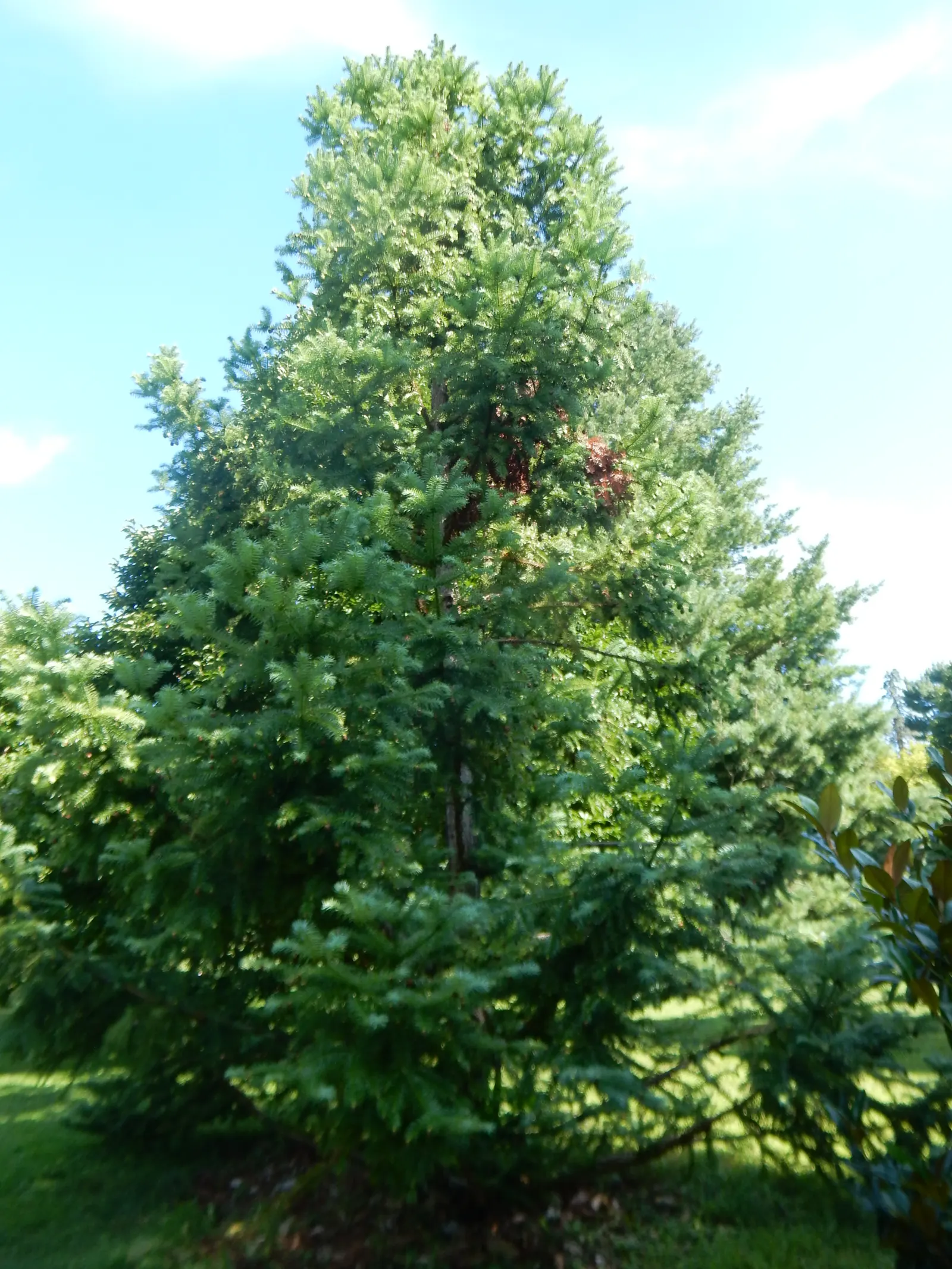 Blue China Fir (Cunninghamia Lanceolata 'Glauca') — adding year-round interest