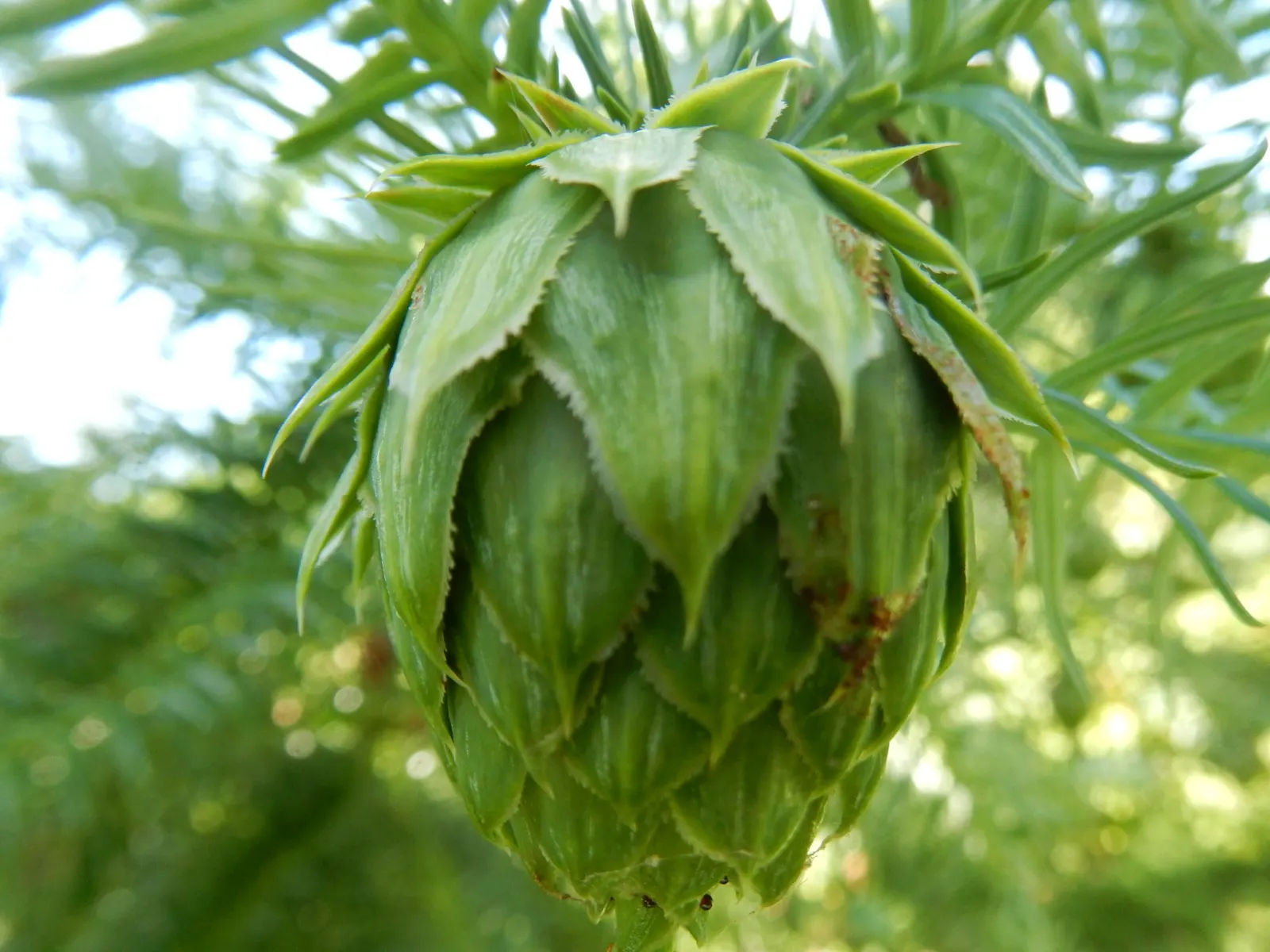 Blue China Fir (Cunninghamia Lanceolata 'Glauca') — it provides majestic structure to garden designs and is hardy in USDA Zones 6 through 9