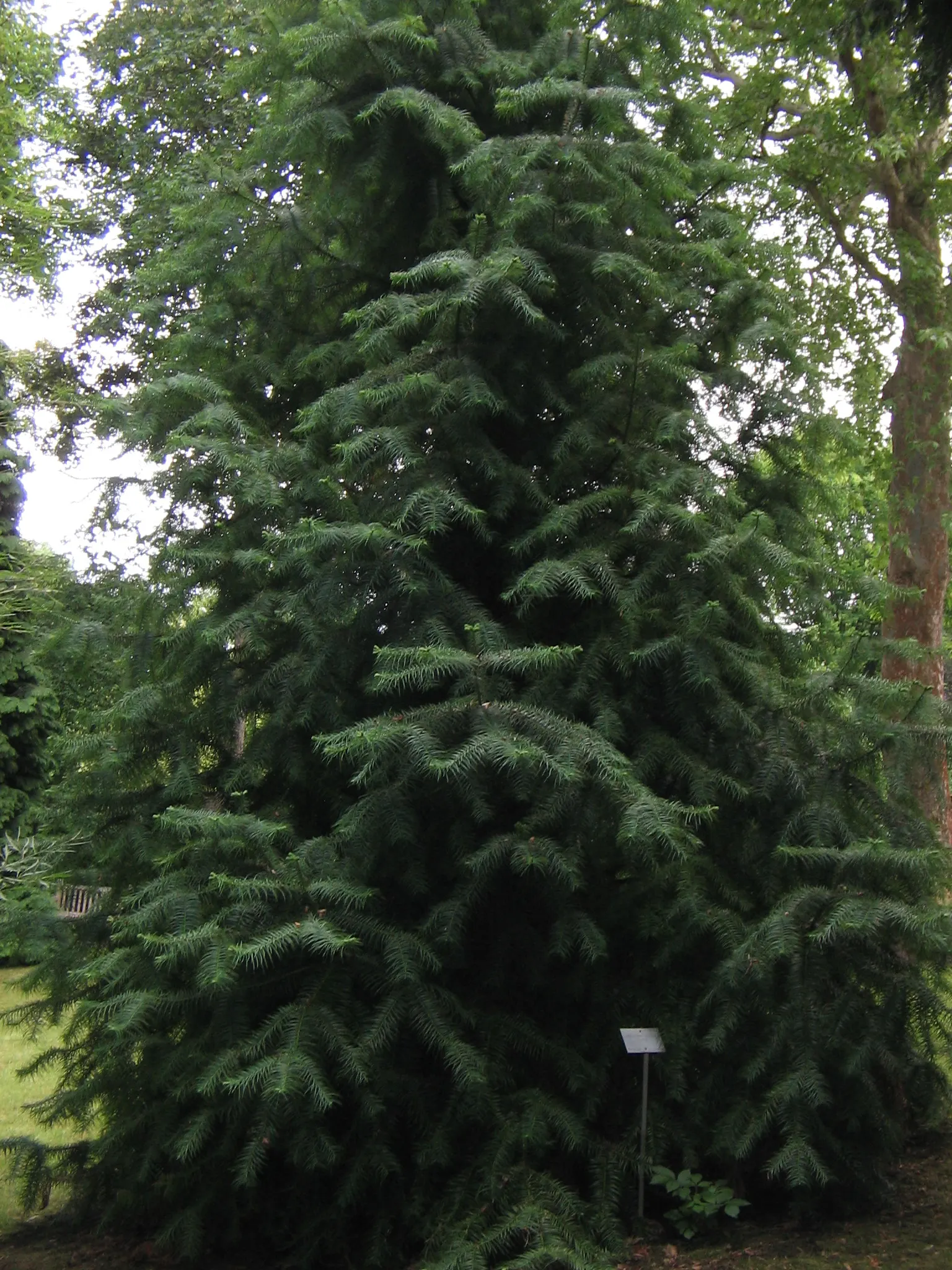 Blue China Fir (Cunninghamia Lanceolata 'Glauca') — is a striking conifer with powdery-blue needles that contribute a unique color contrast within landscapes
