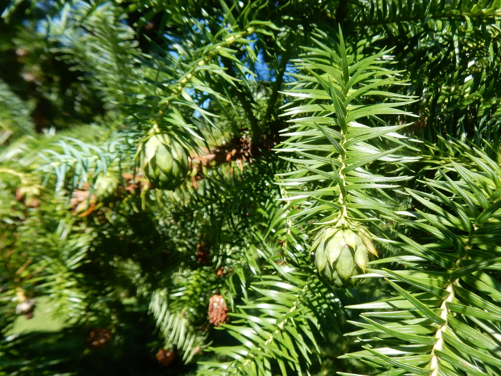 Blue China Fir (Cunninghamia Lanceolata 'Glauca') — This pyramidal tree typically reaches 30-50 feet in height and spreads 15-20 feet
