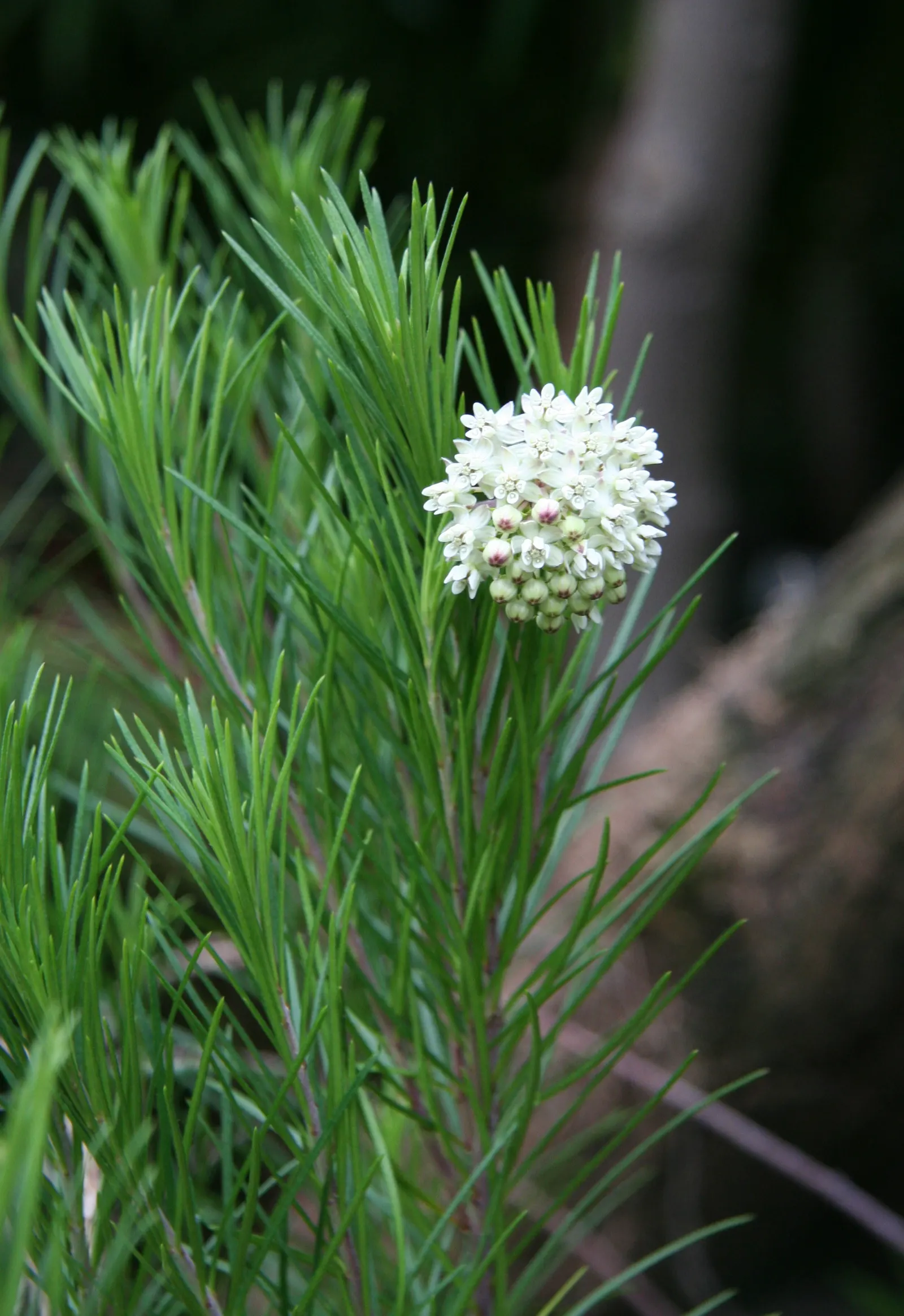 Pineneedle Milkweed (Asclepias Linaria) — making it a valuable addition to any landscape design