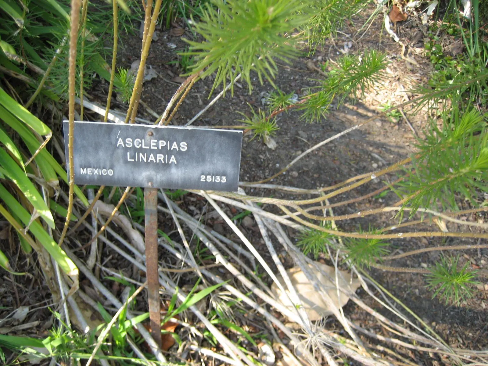 Pineneedle Milkweed (Asclepias Linaria) — Pineneedle Milkweed (Asclepias linaria) is a perennial shrub notable for its thin