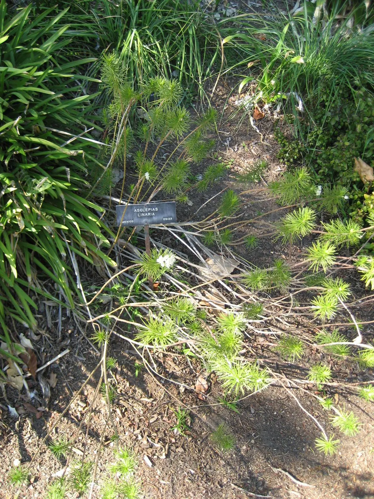 Pineneedle Milkweed (Asclepias Linaria) — needle-like leaves and delicate clusters of white to pale pink flowers