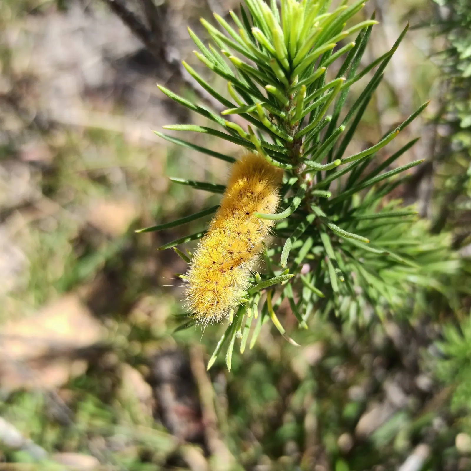 Pineneedle Milkweed (Asclepias Linaria) — Standing at an average height of 2 to 4 feet