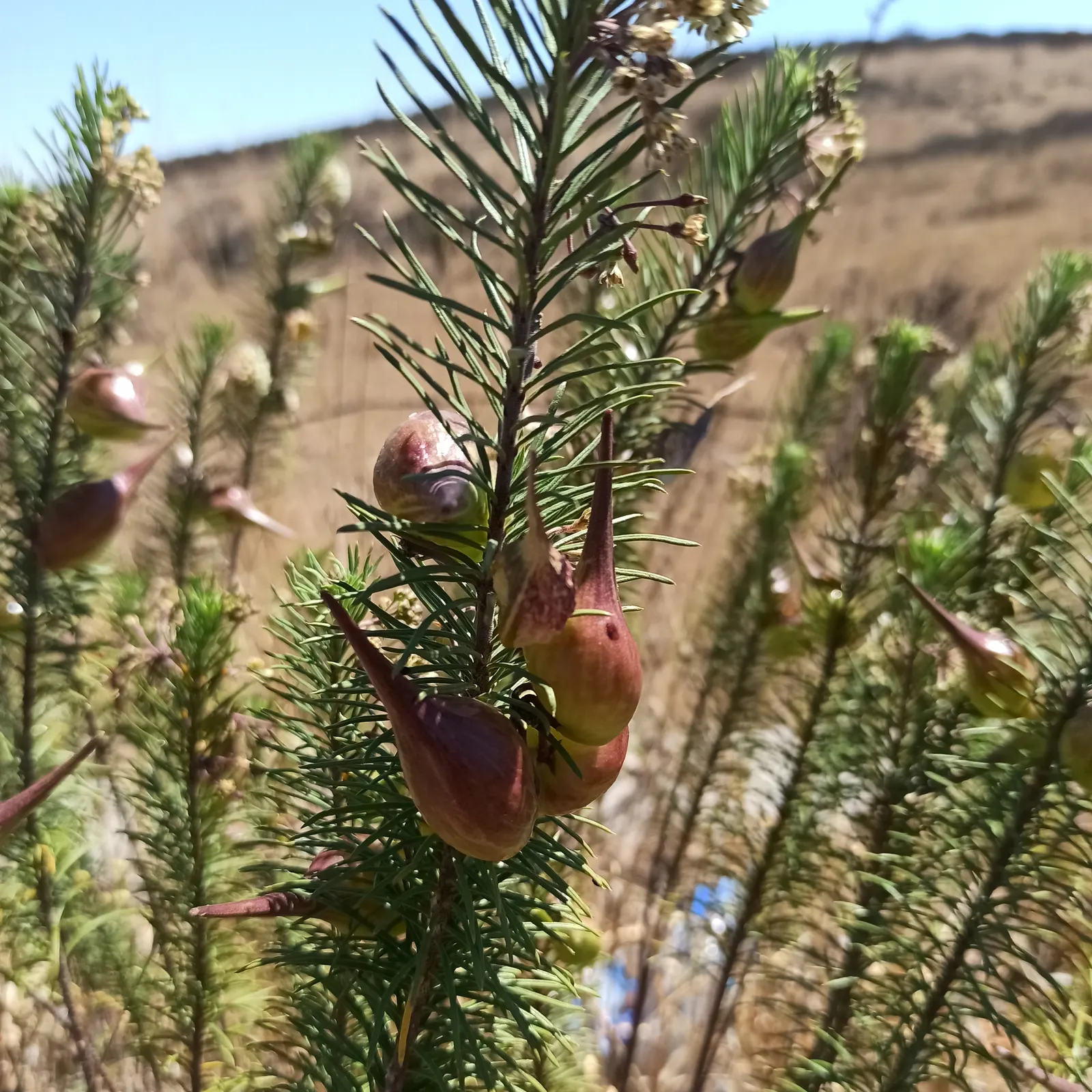 Pineneedle Milkweed (Asclepias Linaria) — offering a unique texture and support for wildlife in your landscape design