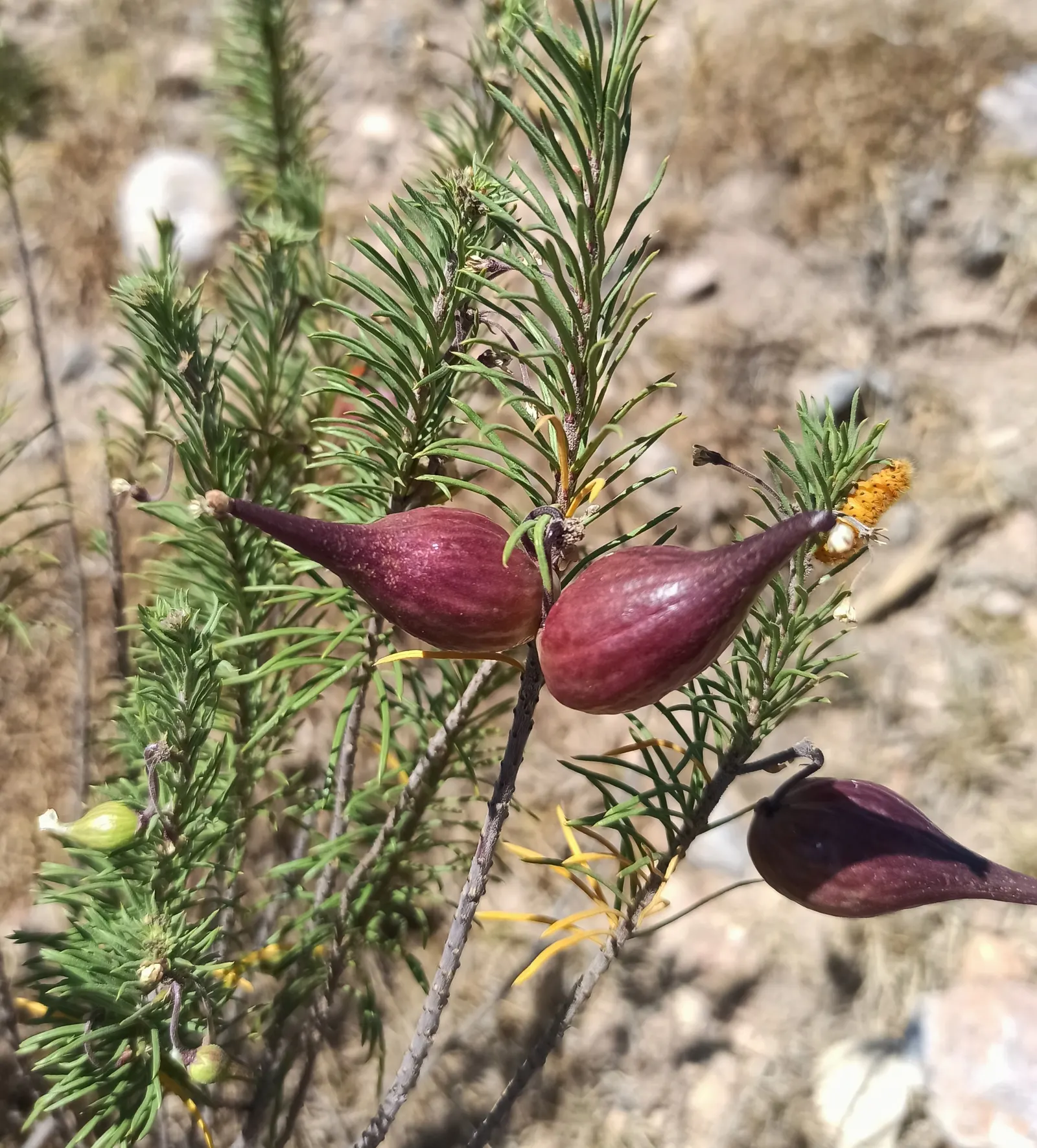 Pineneedle Milkweed (Asclepias Linaria) — needle-like foliage adds fine texture to garden compositions