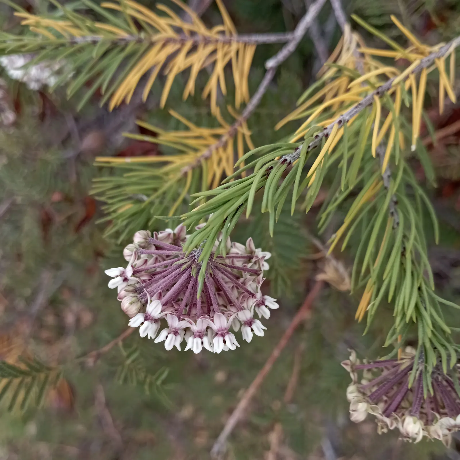 Pineneedle Milkweed (Asclepias Linaria) — is a distinctive perennial that offers both aesthetic appeal and ecological benefits