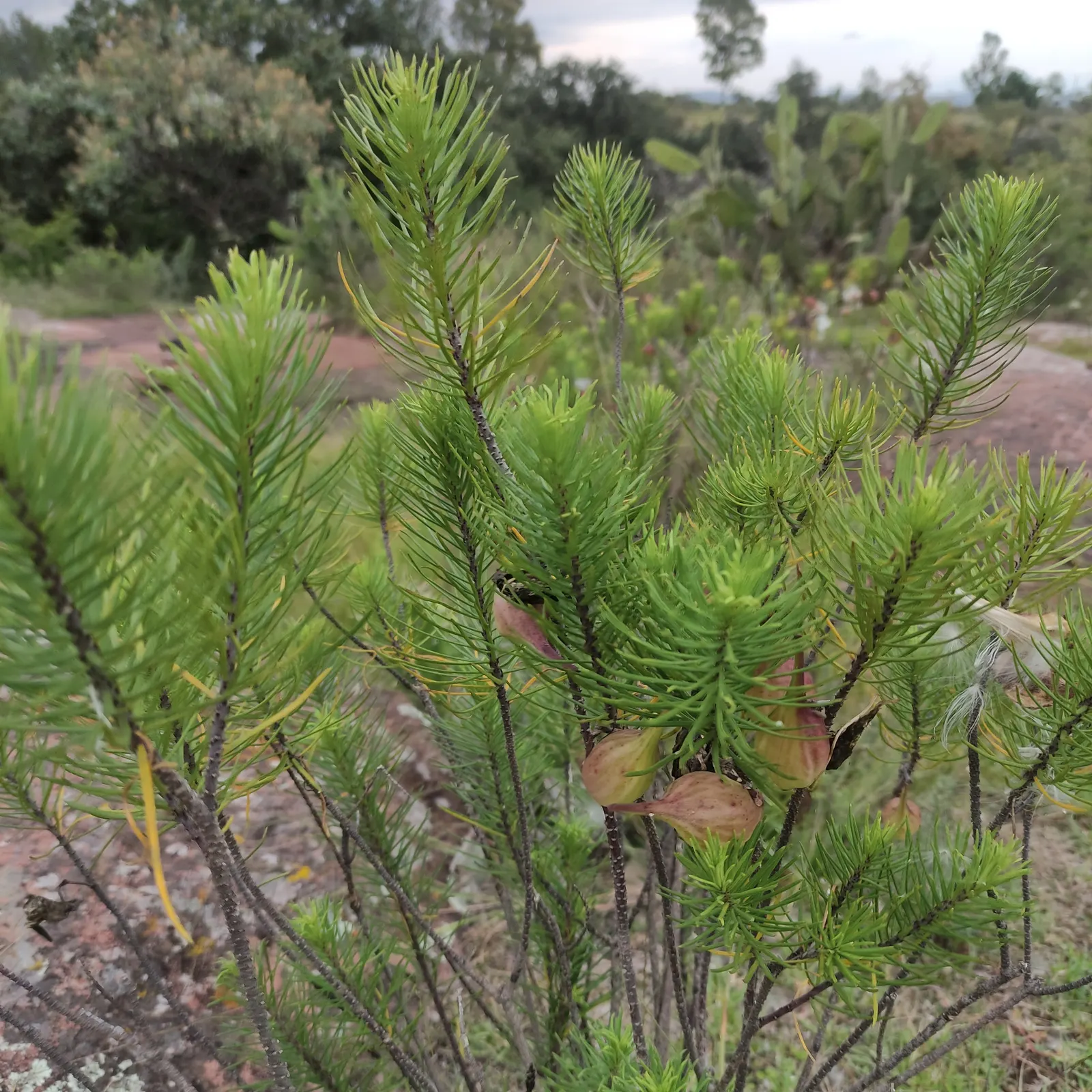 Pineneedle Milkweed (Asclepias Linaria) — This foliage closely resembles that of pine needles