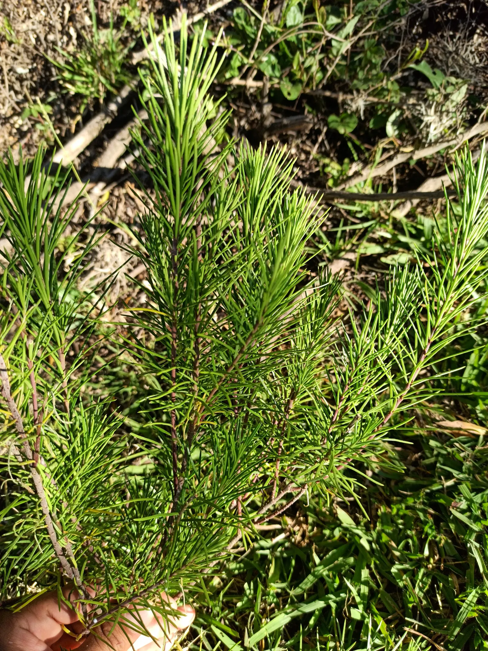 Pineneedle Milkweed (Asclepias Linaria) — it thrives in full sun and well-drained soil