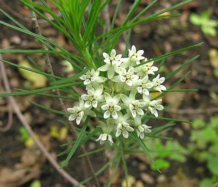 Pineneedle Milkweed (Asclepias Linaria) — This drought-tolerant species reaches about 3 to 4 feet in height and promises to attract butterflies