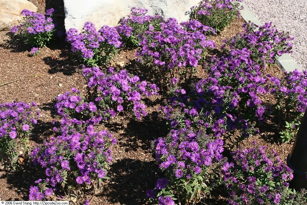 Purple Dome New England Aster (Aster Novae-Angliae 'Purple Dome') — It boasts a prolific display of vibrant purple, daisy-like flowers with yellow centers each