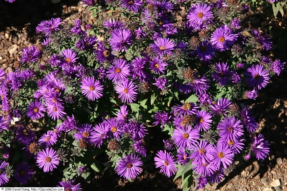 Purple Dome New England Aster (Aster Novae-Angliae 'Purple Dome') — It prefers full sun to part shade and well-drained soil
