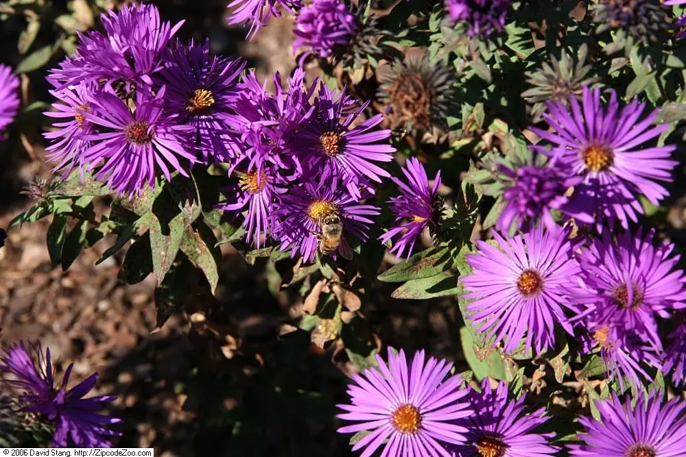 Purple Dome New England Aster (Aster Novae-Angliae 'Purple Dome') — Ideal for borders and mass plantings, this native cultivar is drought tolerant and attracts