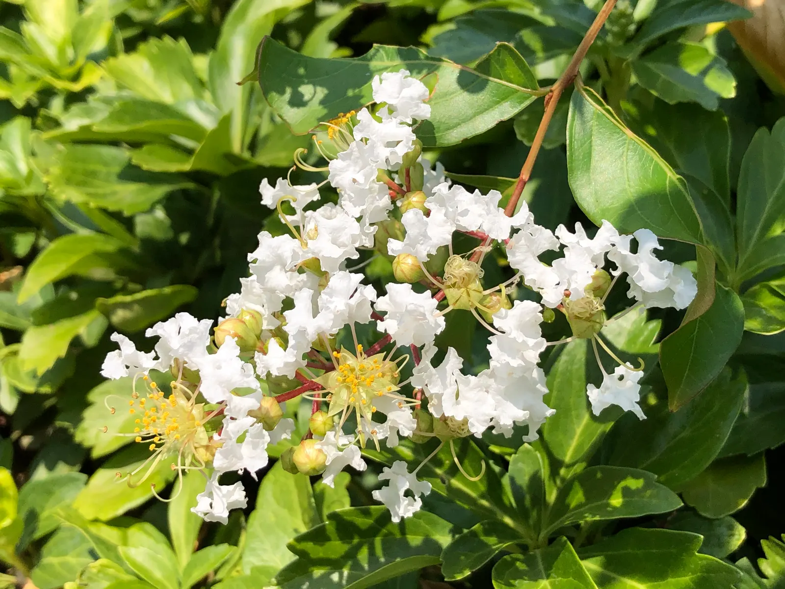Natchez Crape Myrtle (Lagerstroemia Indica 'Natchez') — making it a showstopper across multiple seasons.<br><br>From June to September