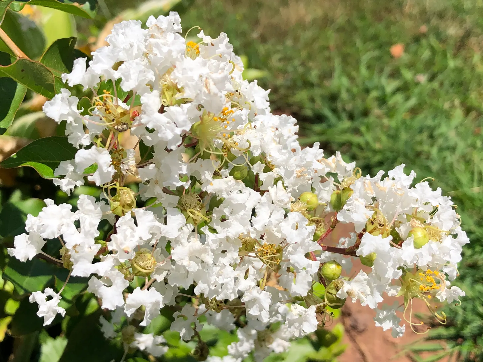 Natchez Crape Myrtle (Lagerstroemia Indica 'Natchez') — Natchez is heat and drought tolerant once established