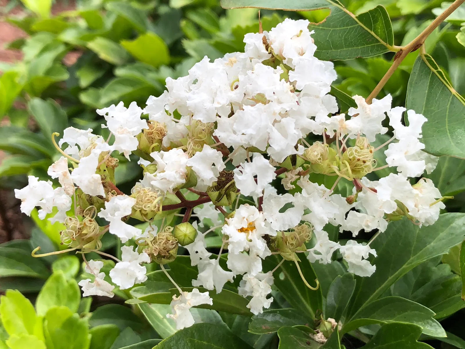 Natchez Crape Myrtle (Lagerstroemia Indica 'Natchez') — preferably in full sun to achieve the best flowering results