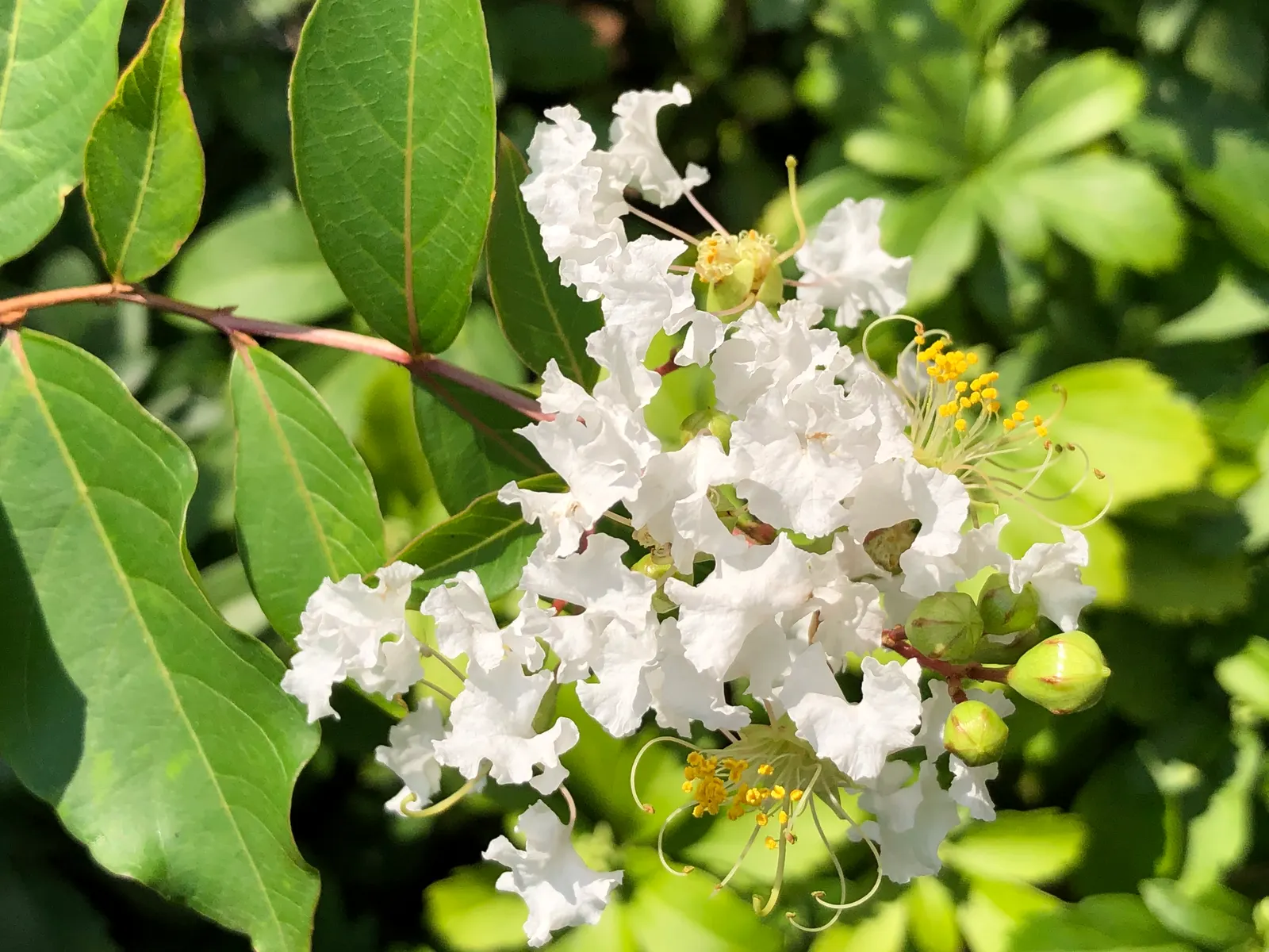 Natchez Crape Myrtle (Lagerstroemia Indica 'Natchez') — as it exhibits exceptional tolerance to pollution