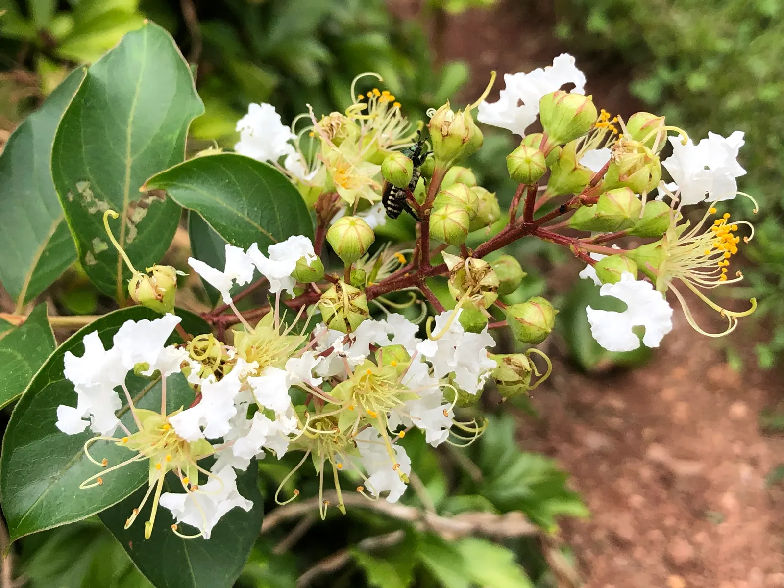 Natchez Crape Myrtle (Lagerstroemia Indica 'Natchez') — such as powdery mildew and crape myrtle bark scale.<br><br>This tree is ideal for urban yards