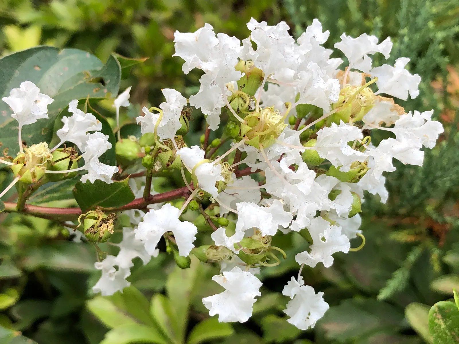 Natchez Crape Myrtle (Lagerstroemia Indica 'Natchez') — transitioning to vibrant shades of red and orange in the fall
