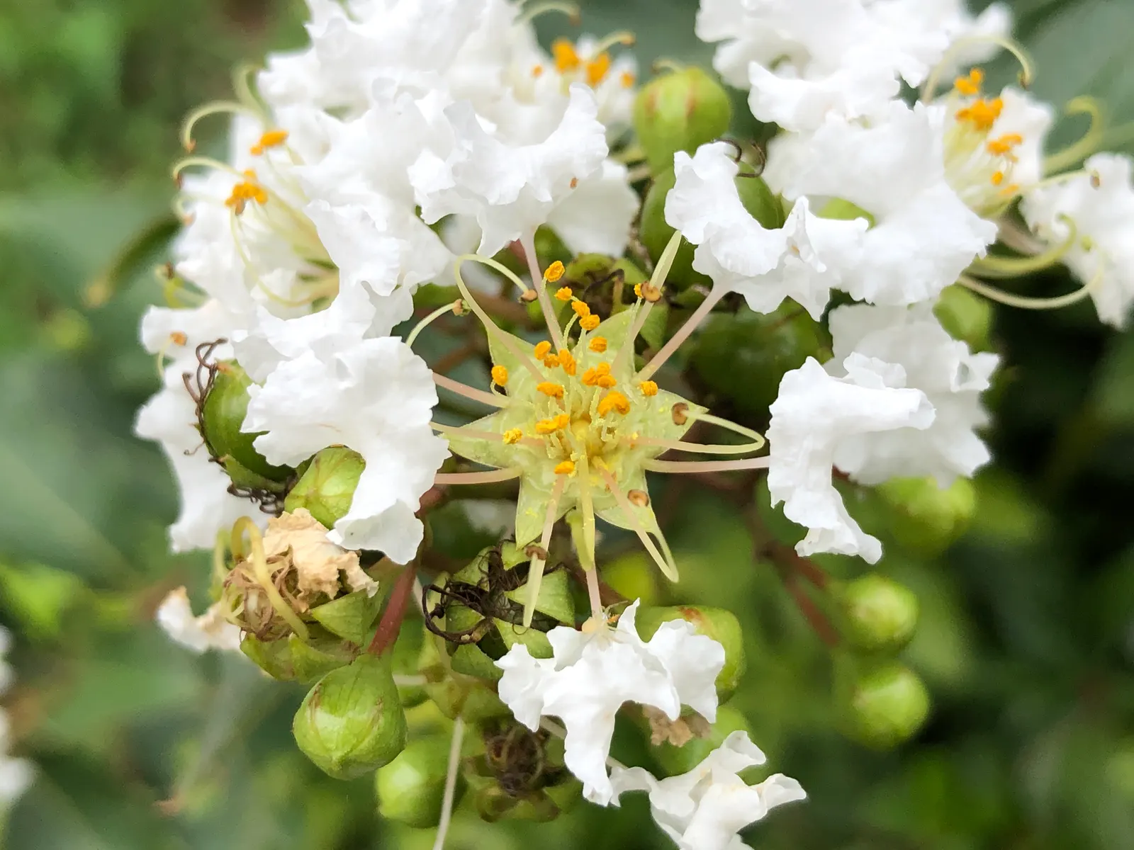 Natchez Crape Myrtle (Lagerstroemia Indica 'Natchez') — The Natchez Crape Myrtle (Lagerstroemia indica 'Natchez') thrives as a deciduous tree in USDA zones 7-10