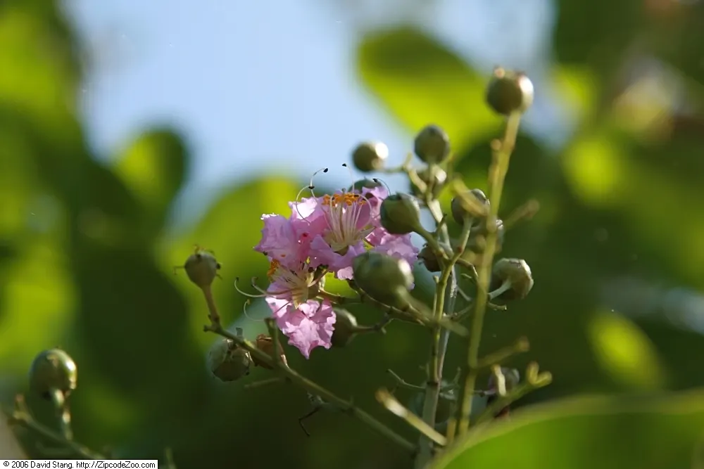 Natchez Crape Myrtle (Lagerstroemia Indica 'Natchez') — snowy-white flower panicles