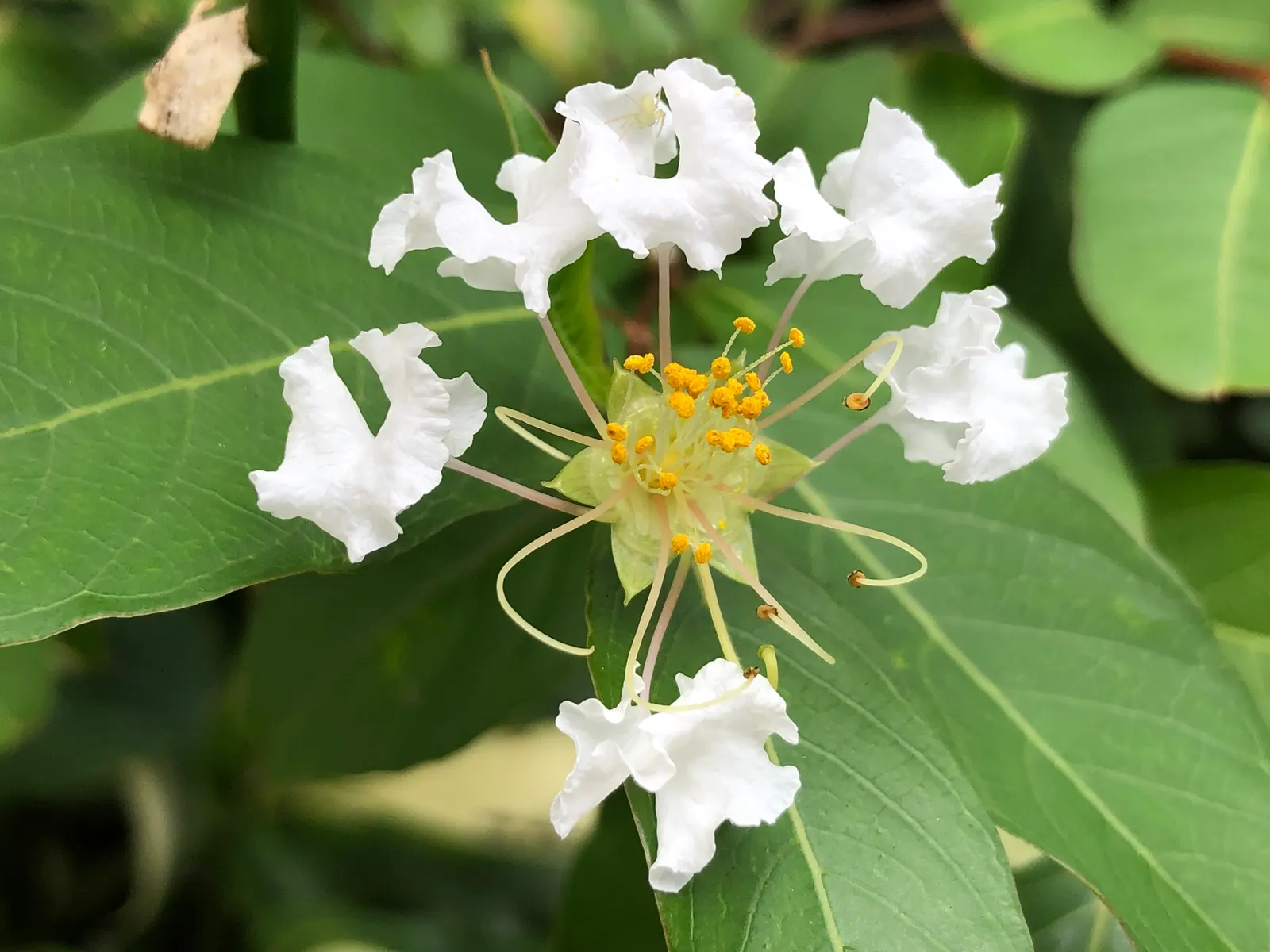 Natchez Crape Myrtle (Lagerstroemia Indica 'Natchez') — exfoliating cinnamon-brown bark