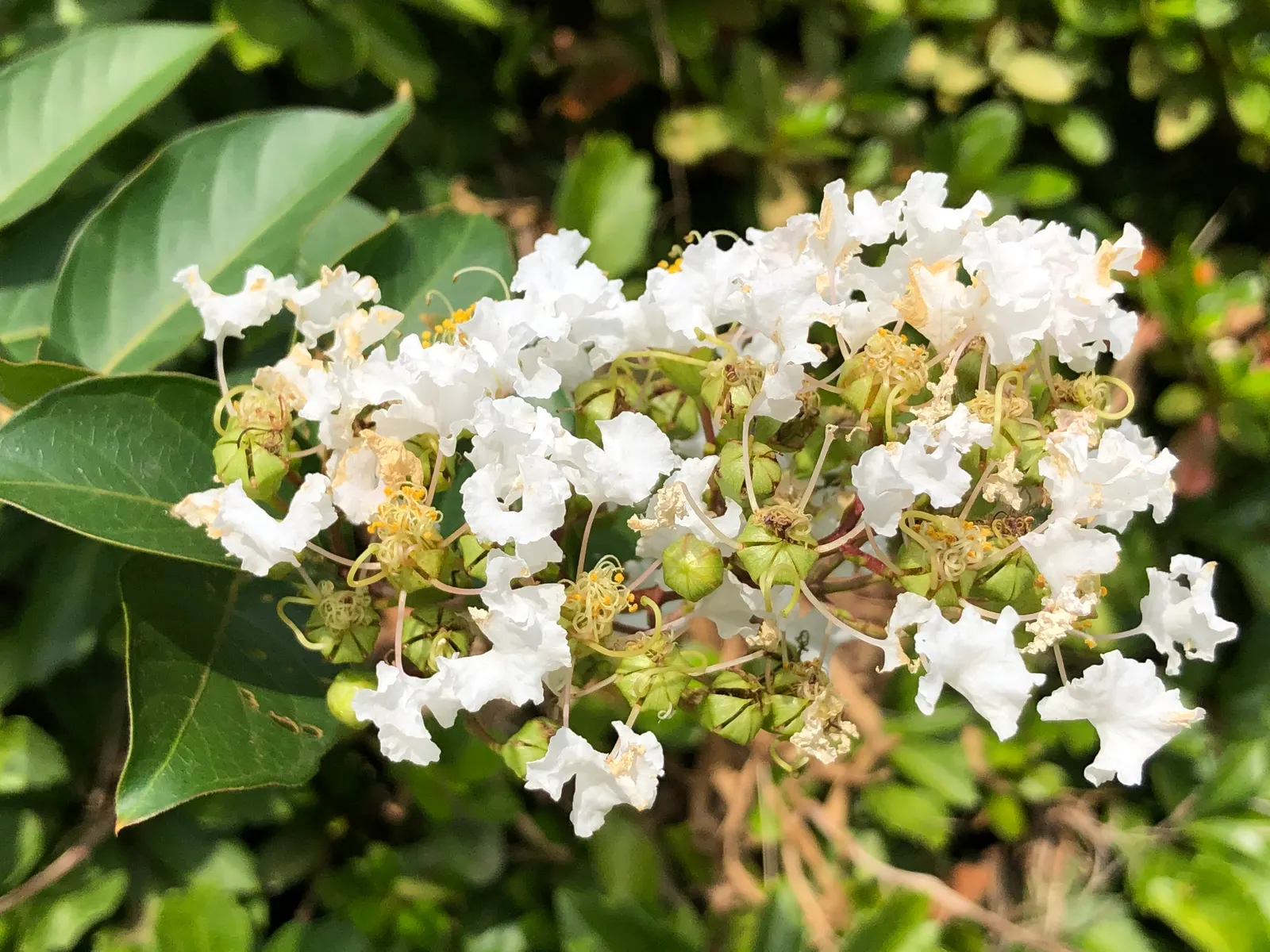 Natchez Crape Myrtle (Lagerstroemia Indica 'Natchez') — each measuring up to 8 inches long