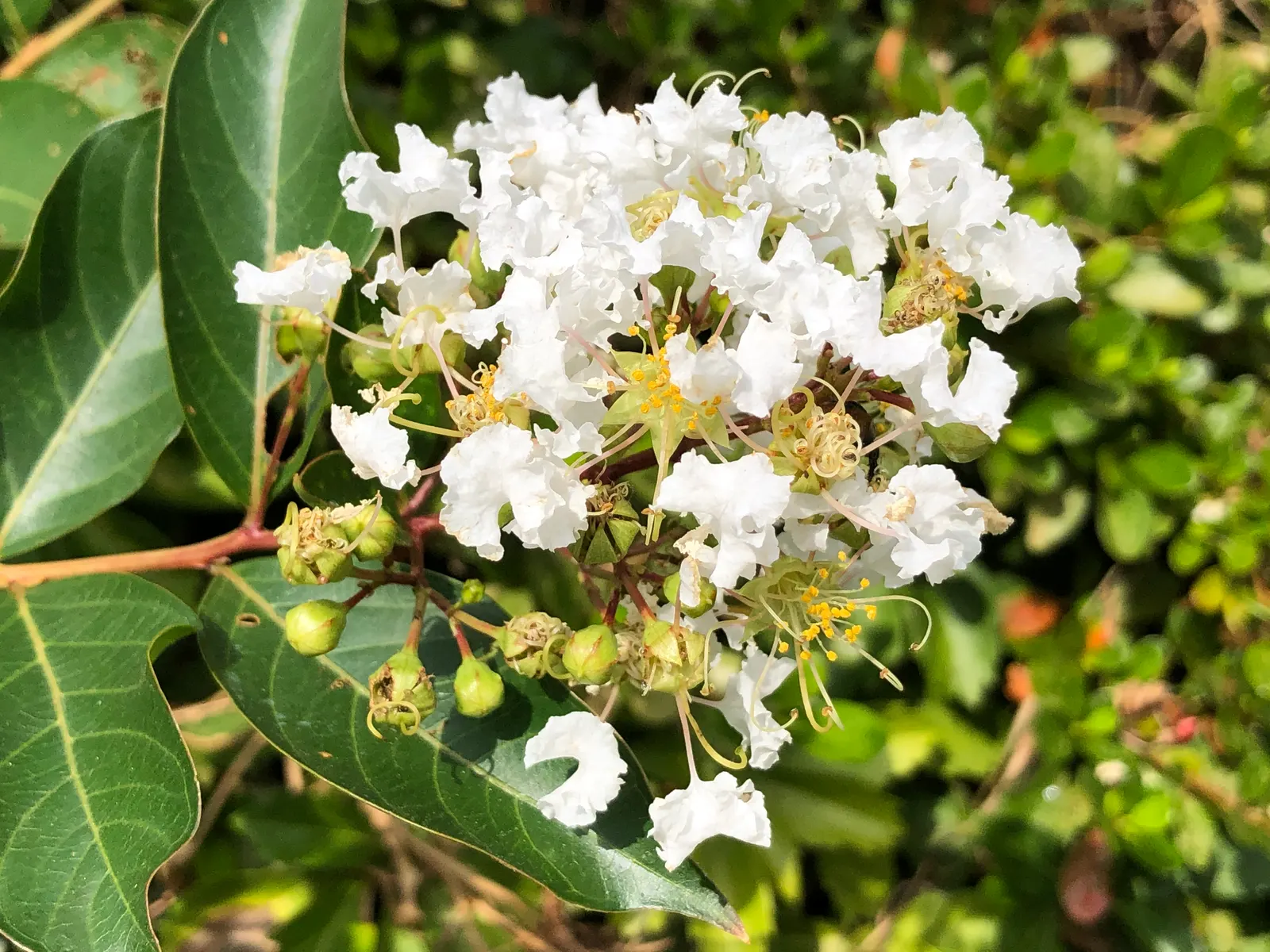 Natchez Crape Myrtle (Lagerstroemia Indica 'Natchez') — It features striking white blossoms in mid-summer to fall