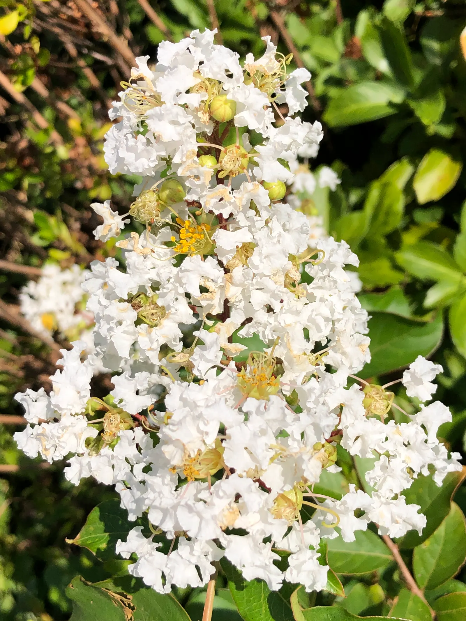 Natchez Crape Myrtle (Lagerstroemia Indica 'Natchez') — The exfoliating cinnamon-brown bark peels away to reveal a smoother