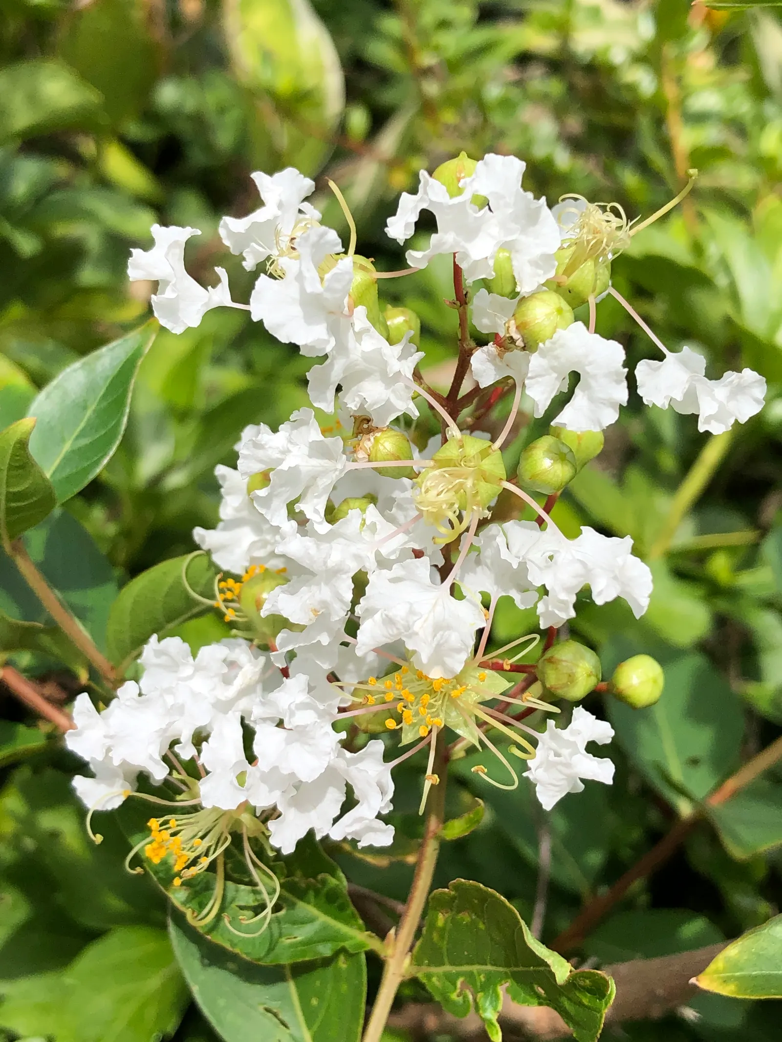 Natchez Crape Myrtle (Lagerstroemia Indica 'Natchez') — and it is also disease resistant to common crape myrtle afflictions