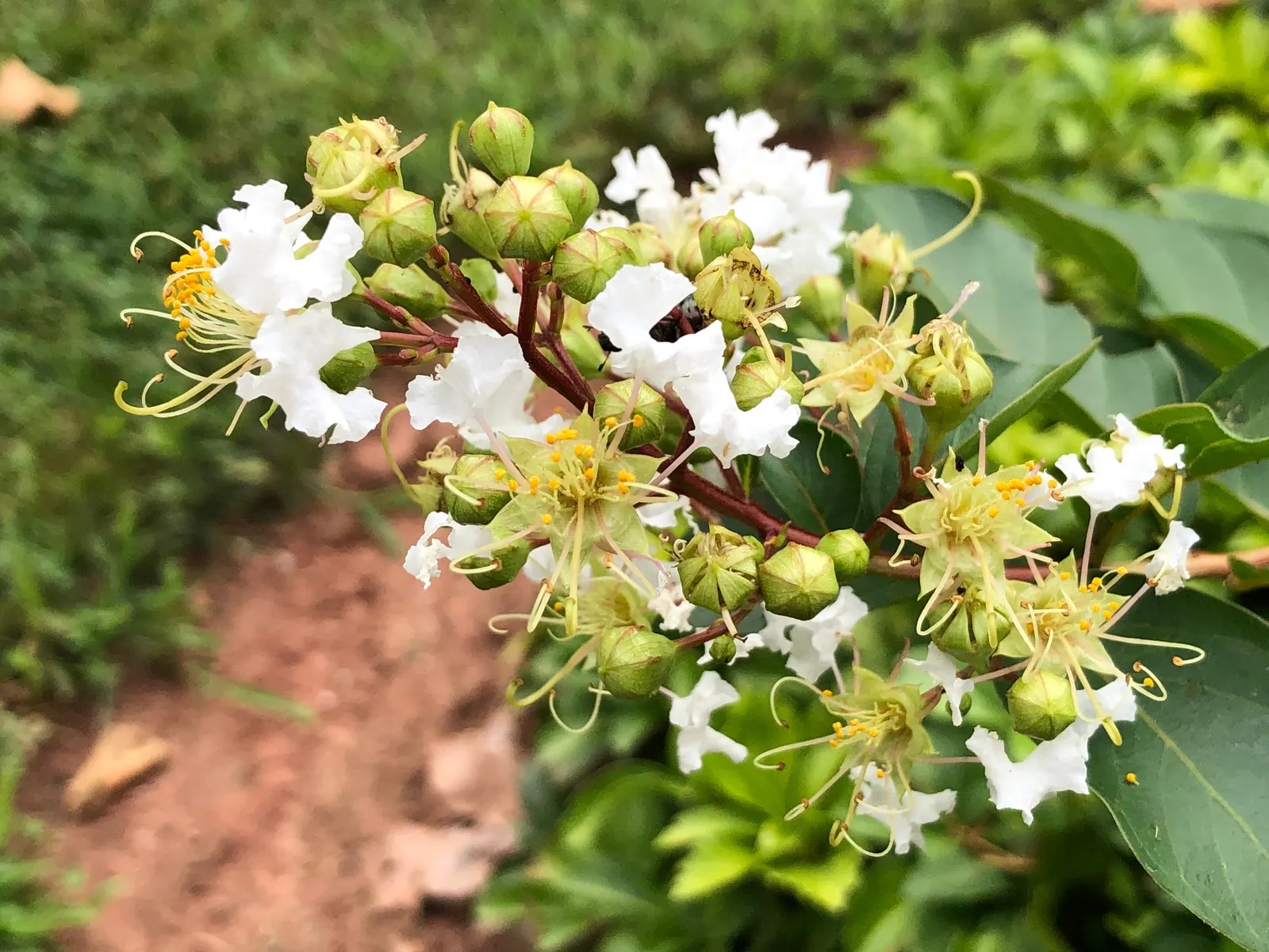 Natchez Crape Myrtle (Lagerstroemia Indica 'Natchez') — and a mature height and spread of 20-30 feet and 15-25 feet