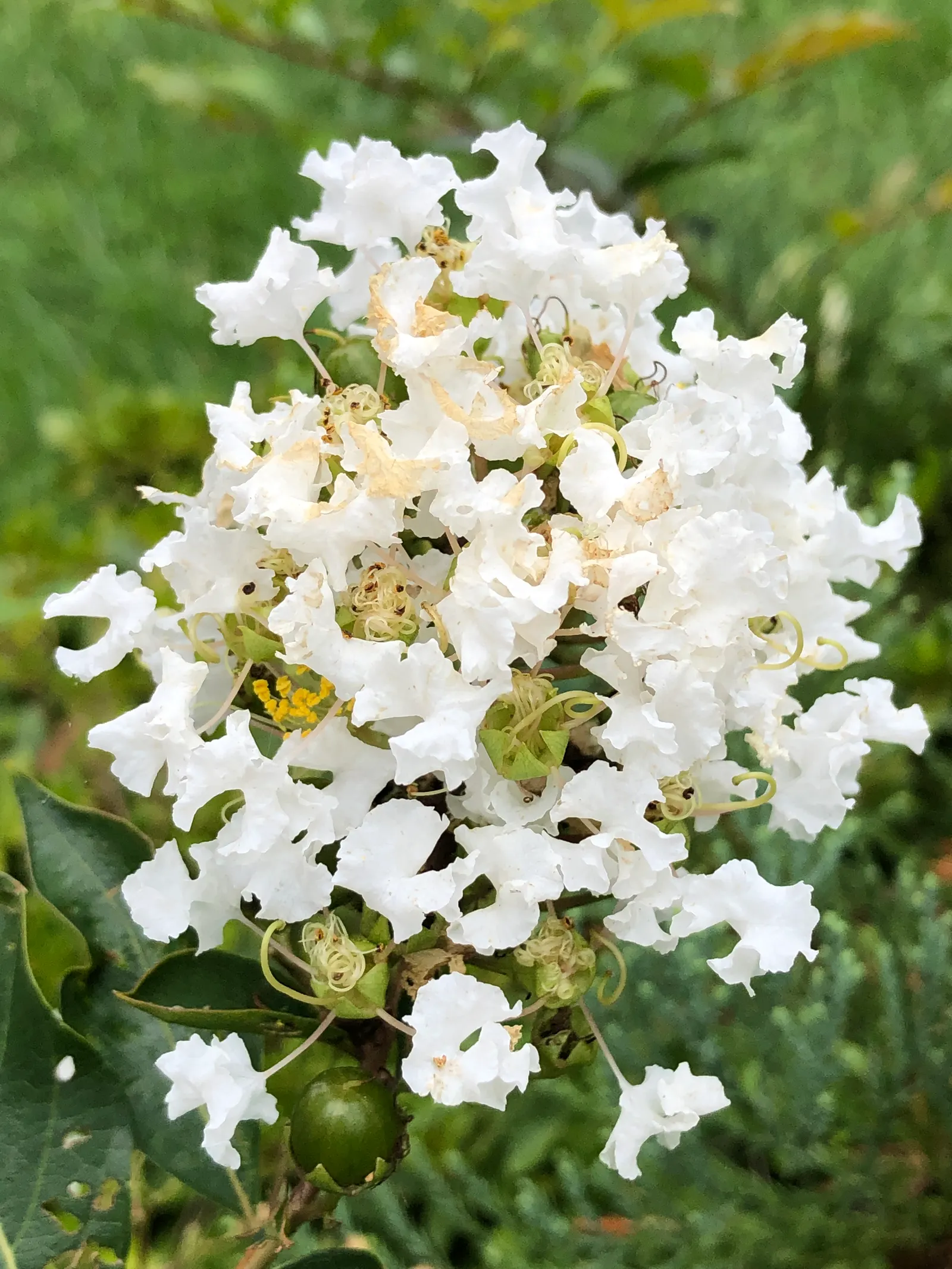 Natchez Crape Myrtle (Lagerstroemia Indica 'Natchez') — These clusters are a haven for pollinators and add a bright contrast against the foliage