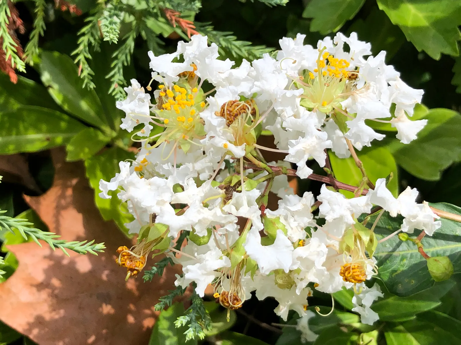 Natchez Crape Myrtle (Lagerstroemia Indica 'Natchez') — Its tolerance to drought and resistance to powdery mildew and pests make it a low-maintenance