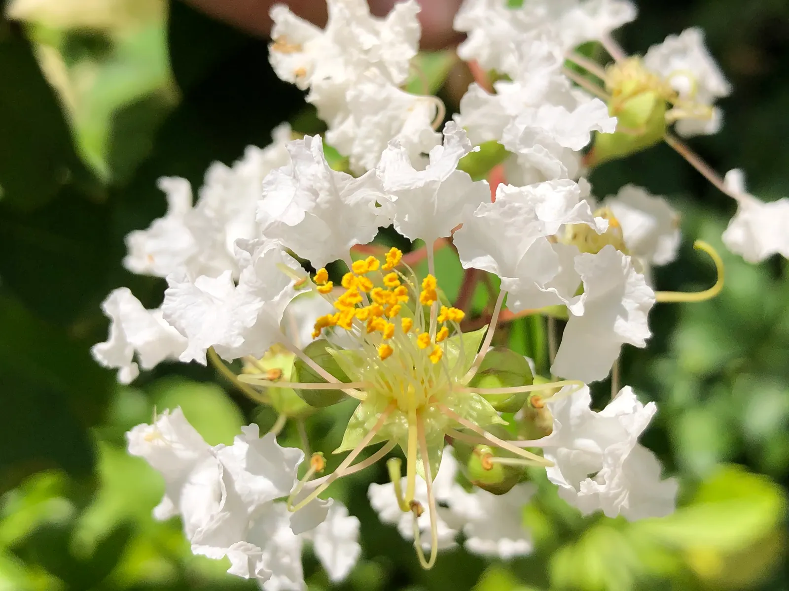 Natchez Crape Myrtle (Lagerstroemia Indica 'Natchez') — Its rounded canopy features glossy