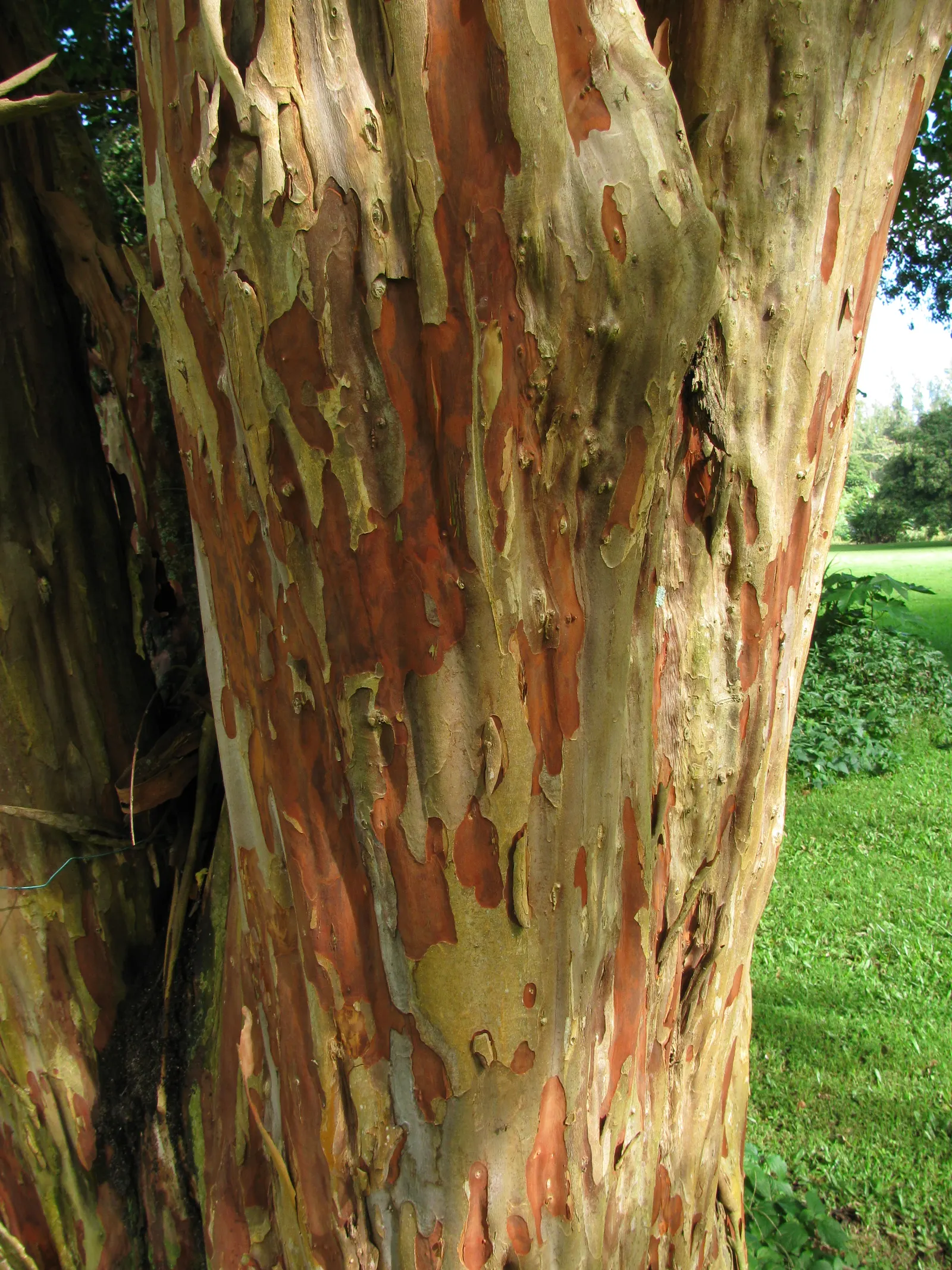 Natchez Crape Myrtle (Lagerstroemia Indica 'Natchez') — ideal for adding year-long interest to any landscape design