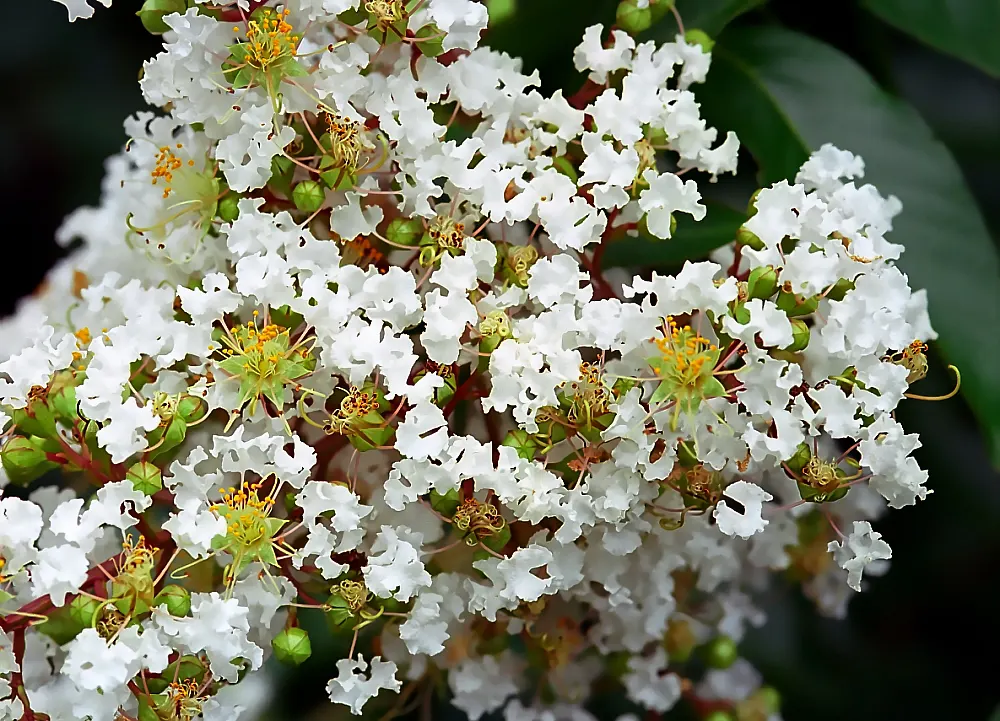 Natchez Crape Myrtle (Lagerstroemia Indica 'Natchez') — and can serve as a street tree or a lawn specimen